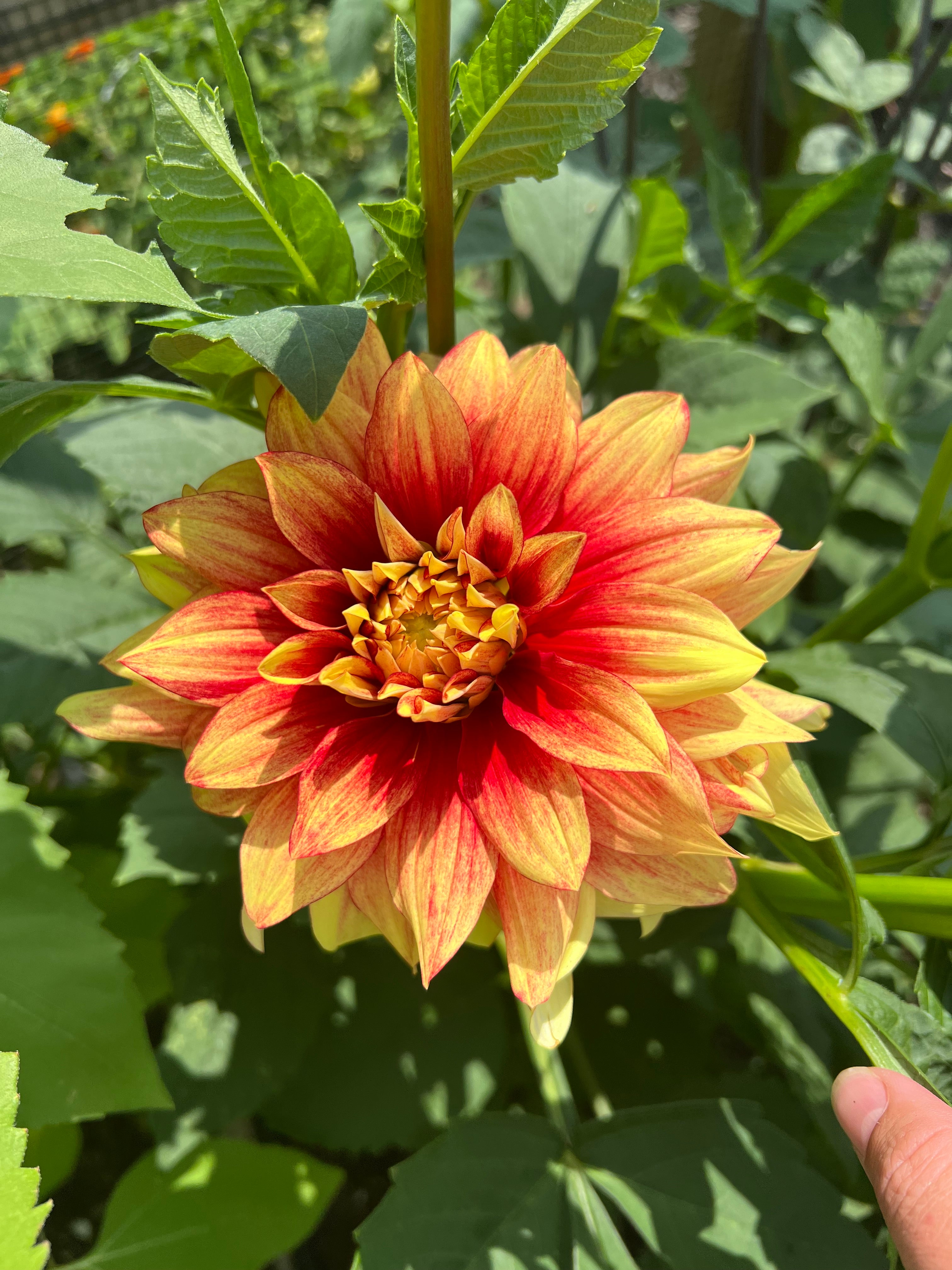 Dazzling Sun Dahlia Tuber