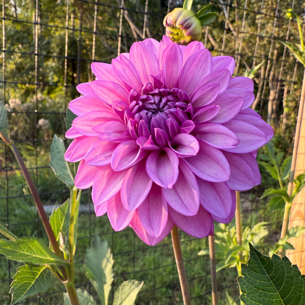 RM Moonlight Dahlia Tuber
