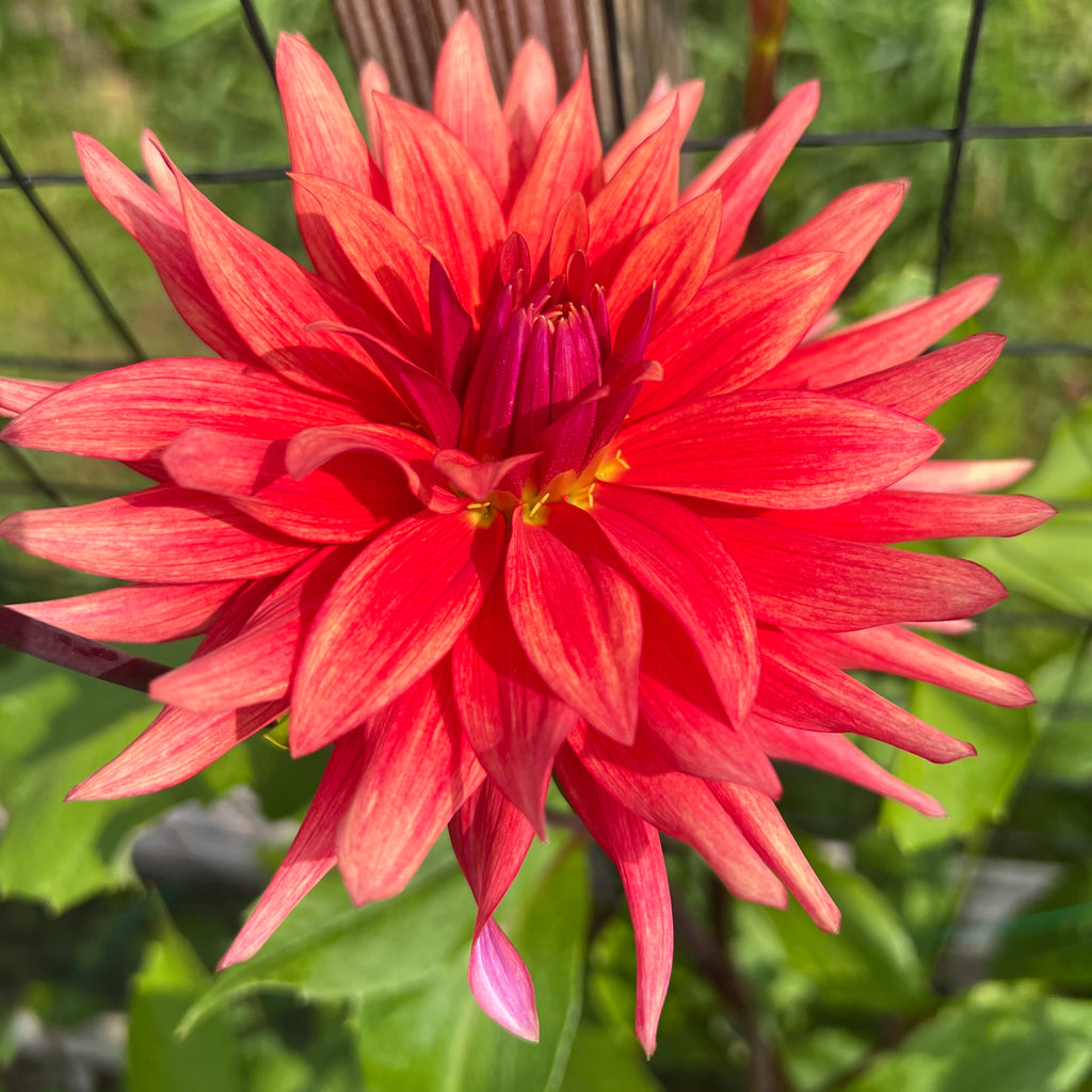 Good Day Dahlia Tuber