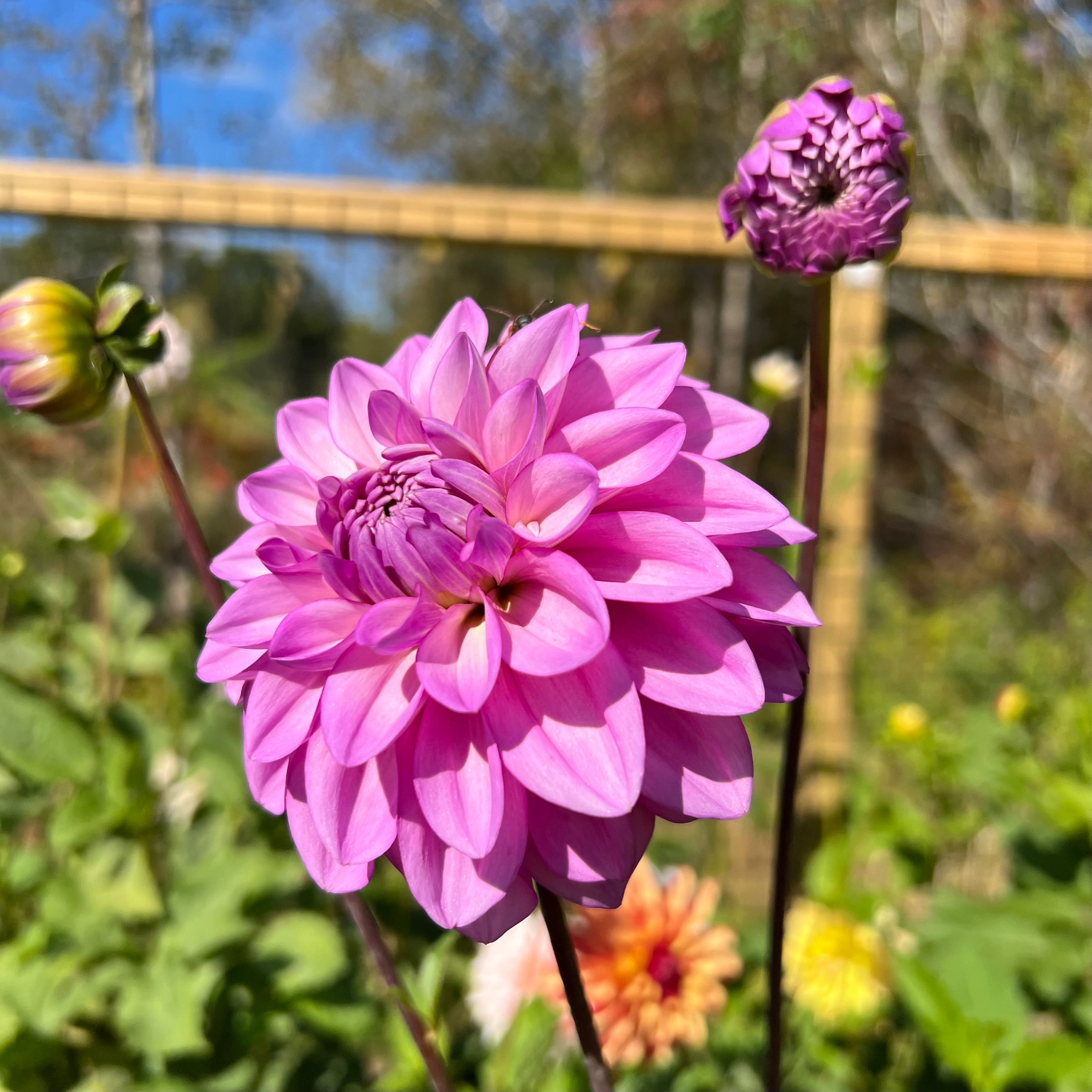 RM Moonlight Dahlia Tuber