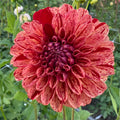 Amorous Dahlia Tuber