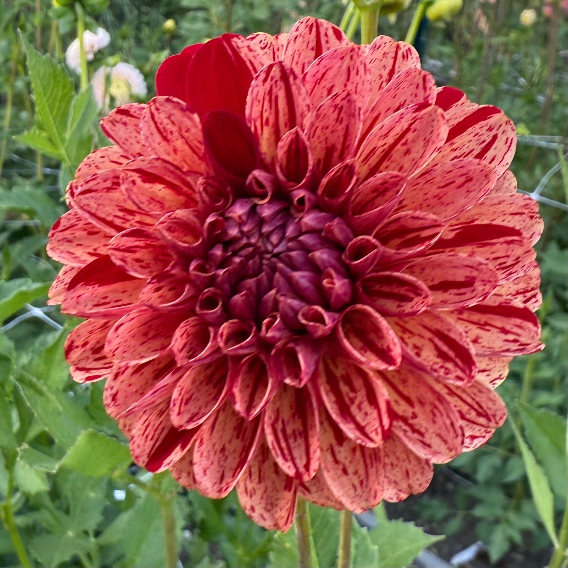 Amorous Dahlia Tuber