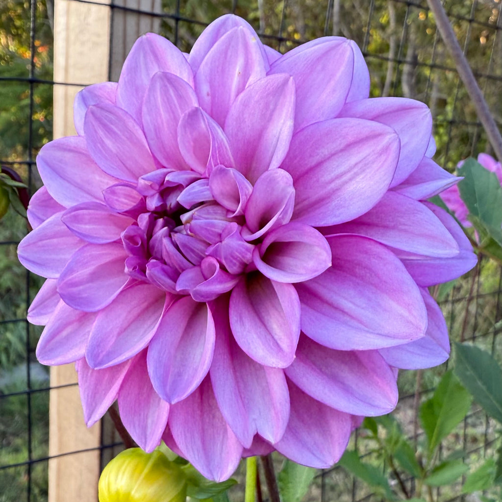 RM Moonlight Dahlia Tuber