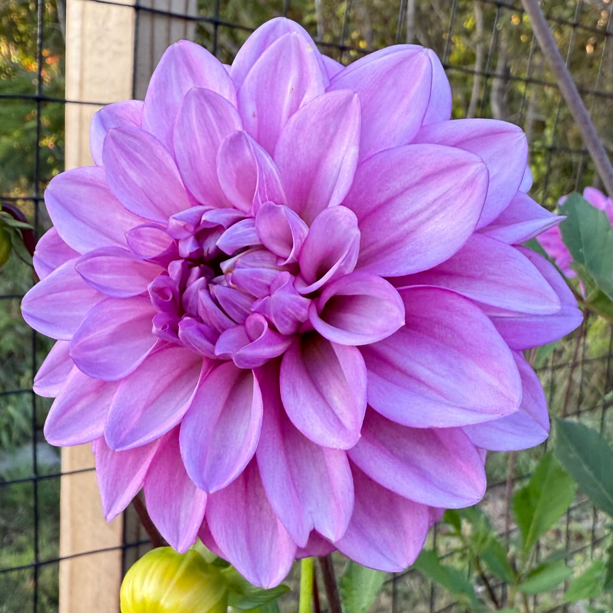 RM Moonlight Dahlia Tuber