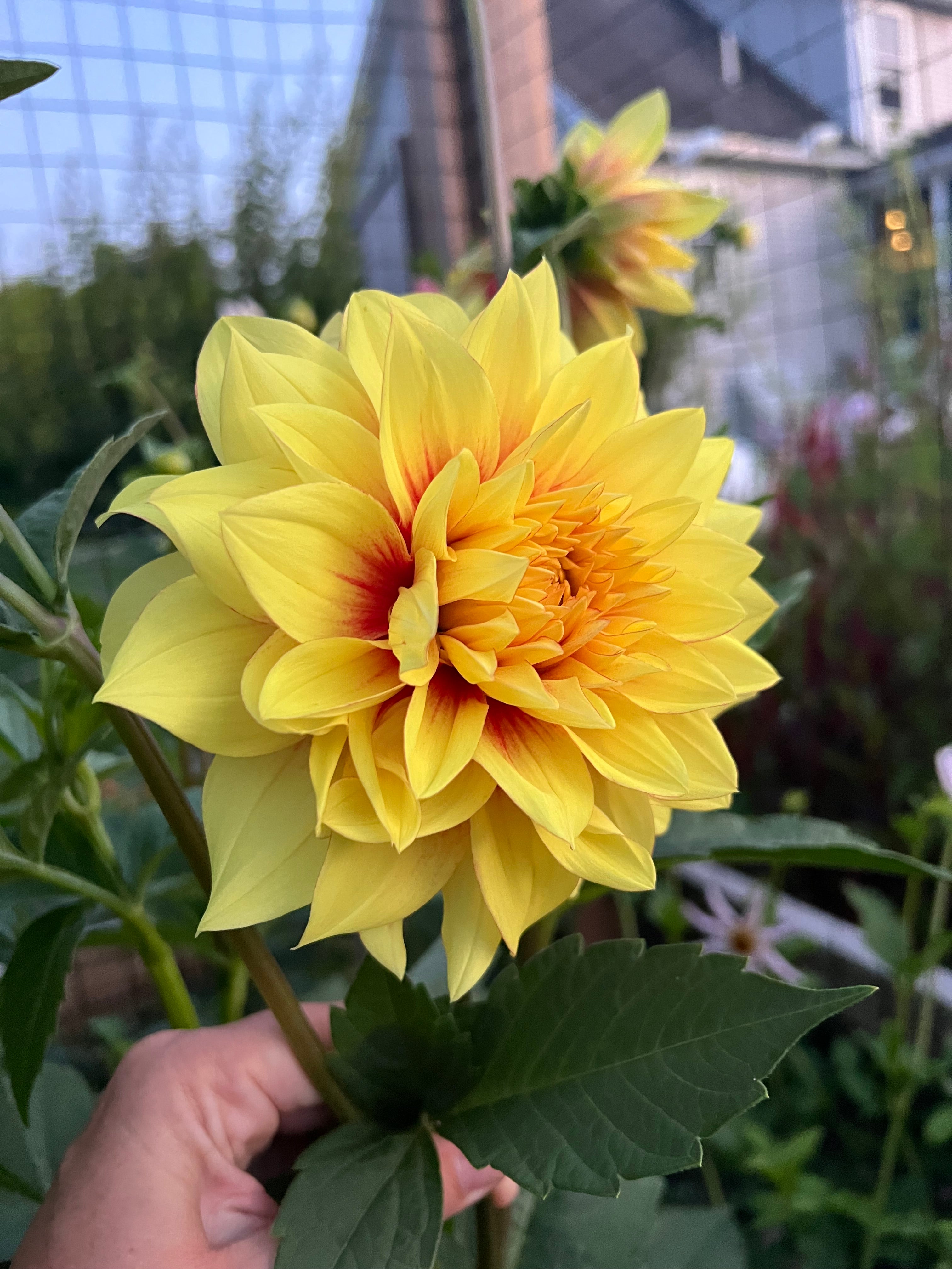 Dazzling Sun Dahlia Tuber