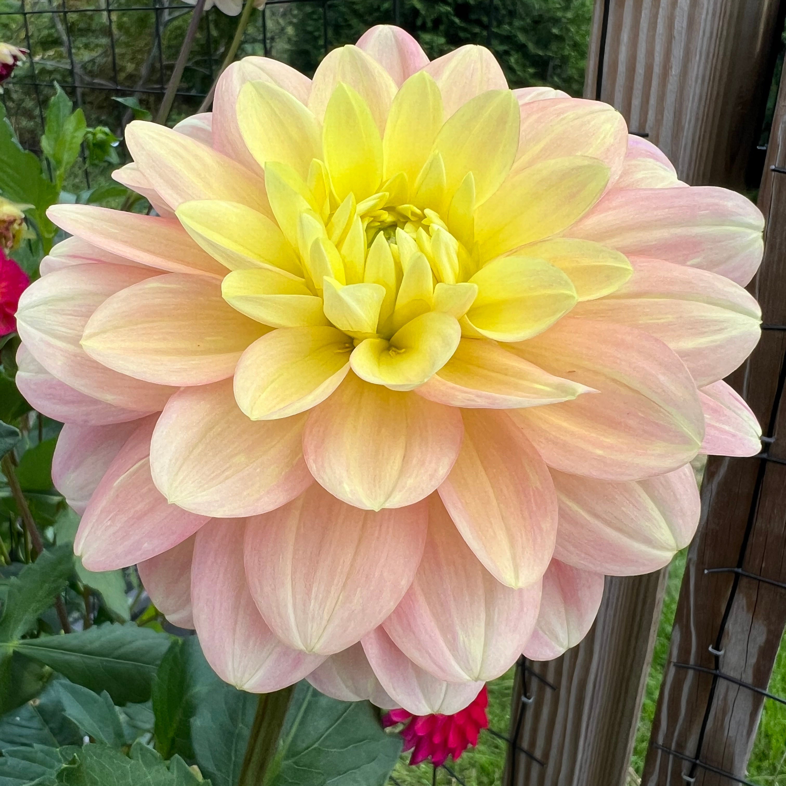 Daydreamer Dahlia Tuber