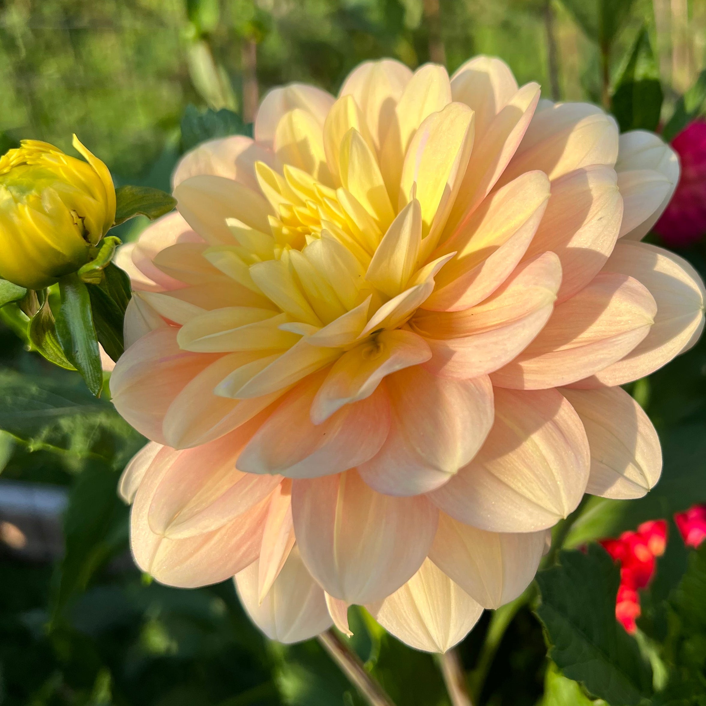 Daydreamer Dahlia Tuber