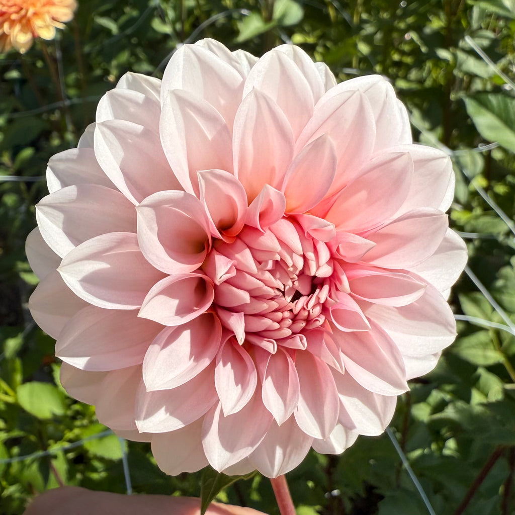 RM Baby Girl Dahlia Tuber