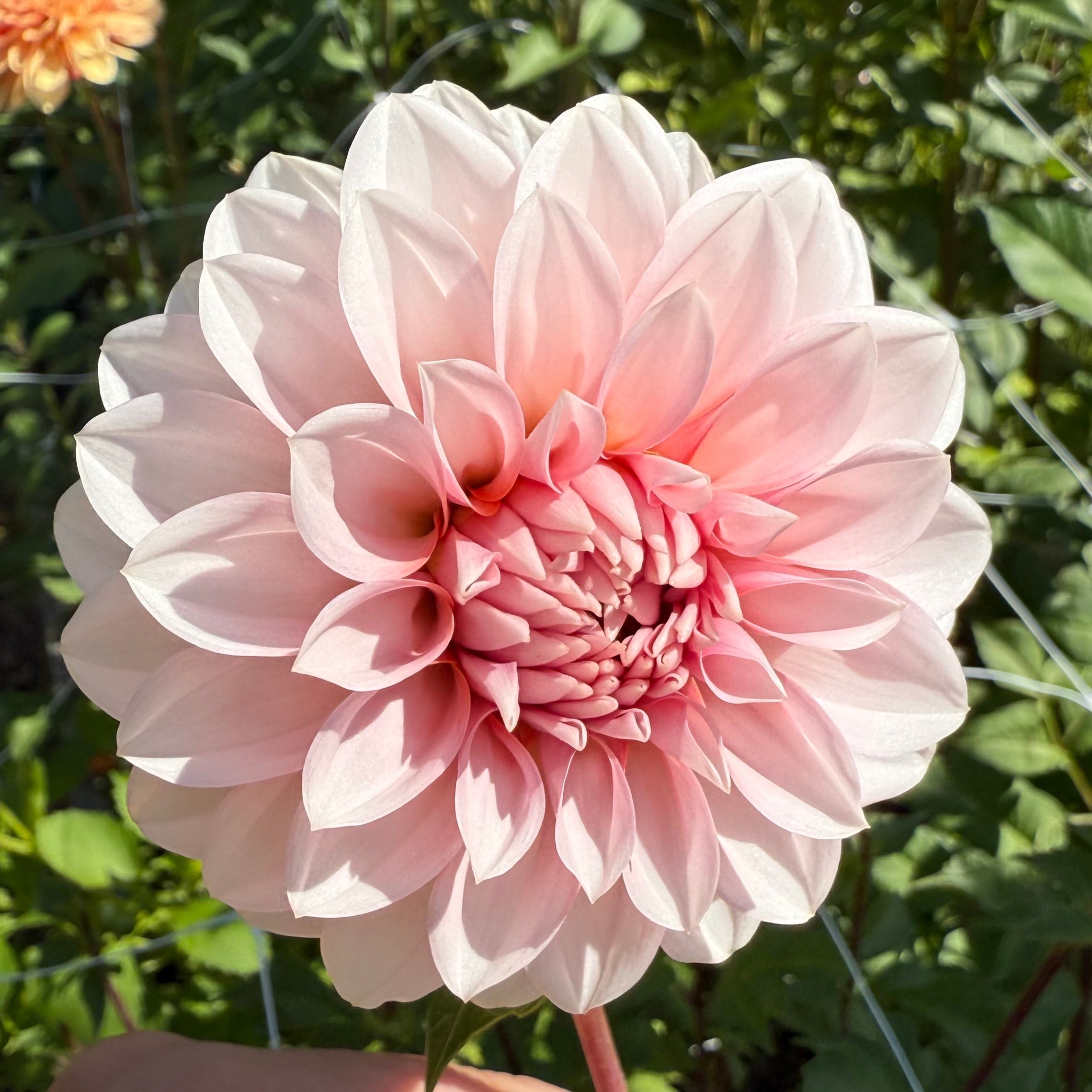 RM Baby Girl Dahlia Tuber