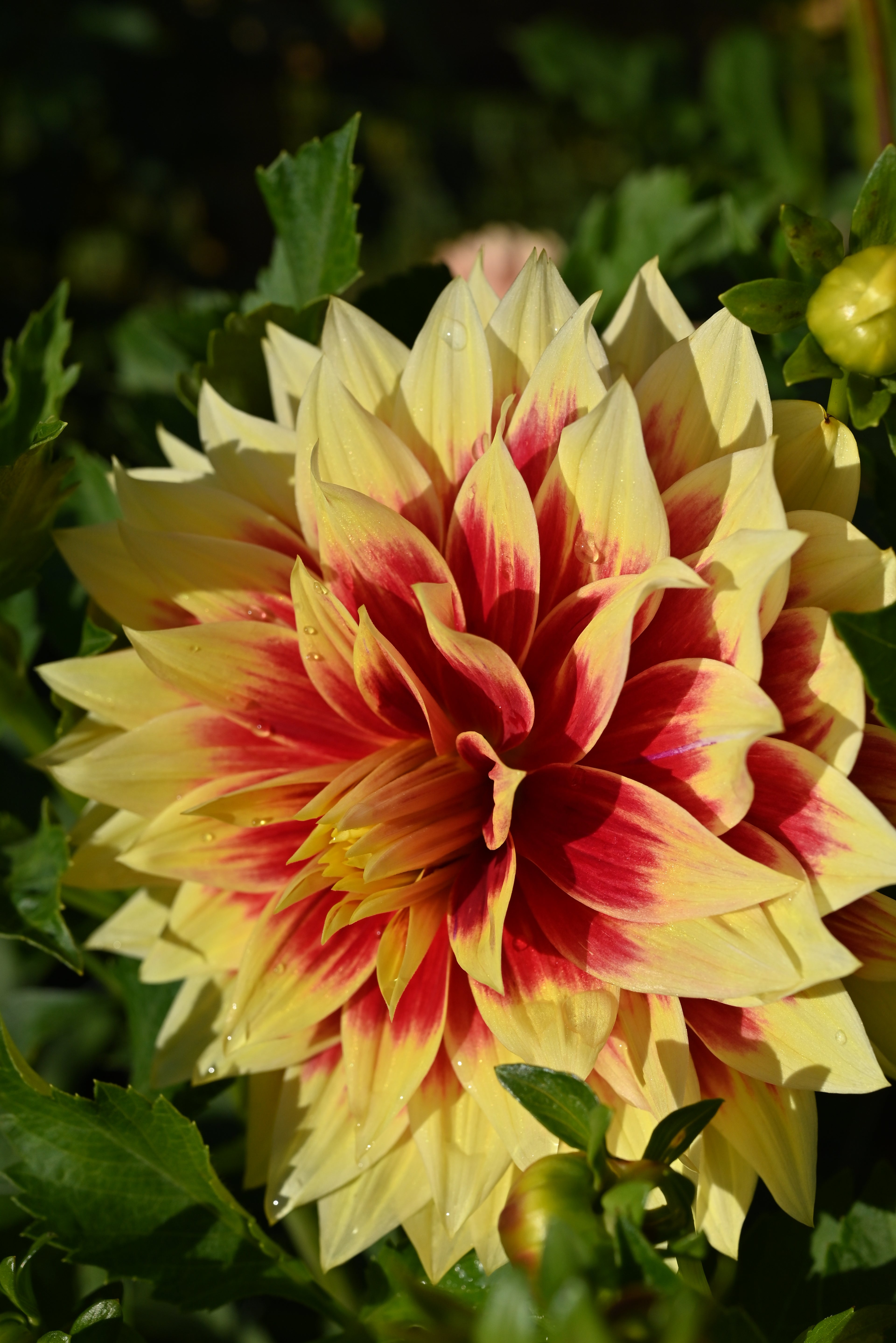 Dazzling Sun Dahlia Tuber