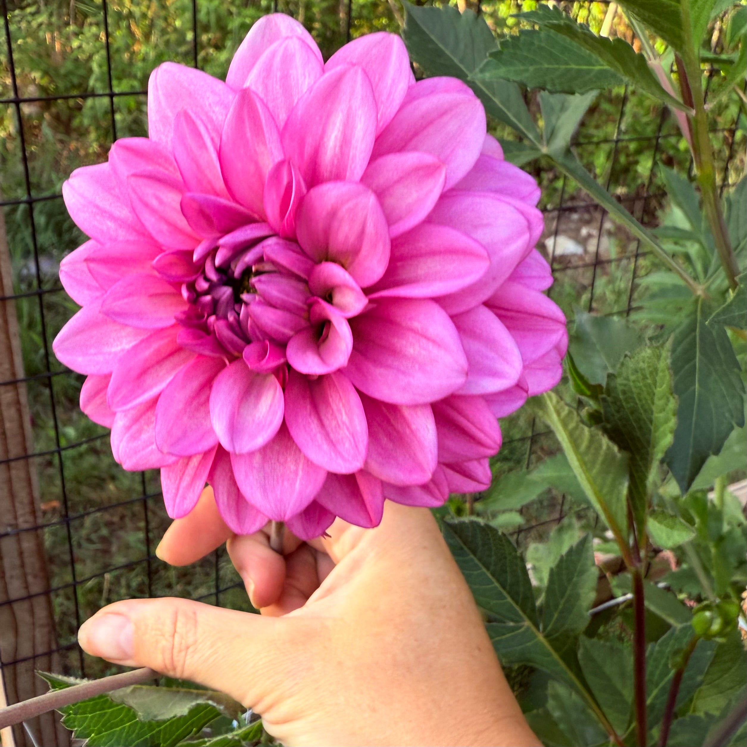 RM Moonlight Dahlia Tuber