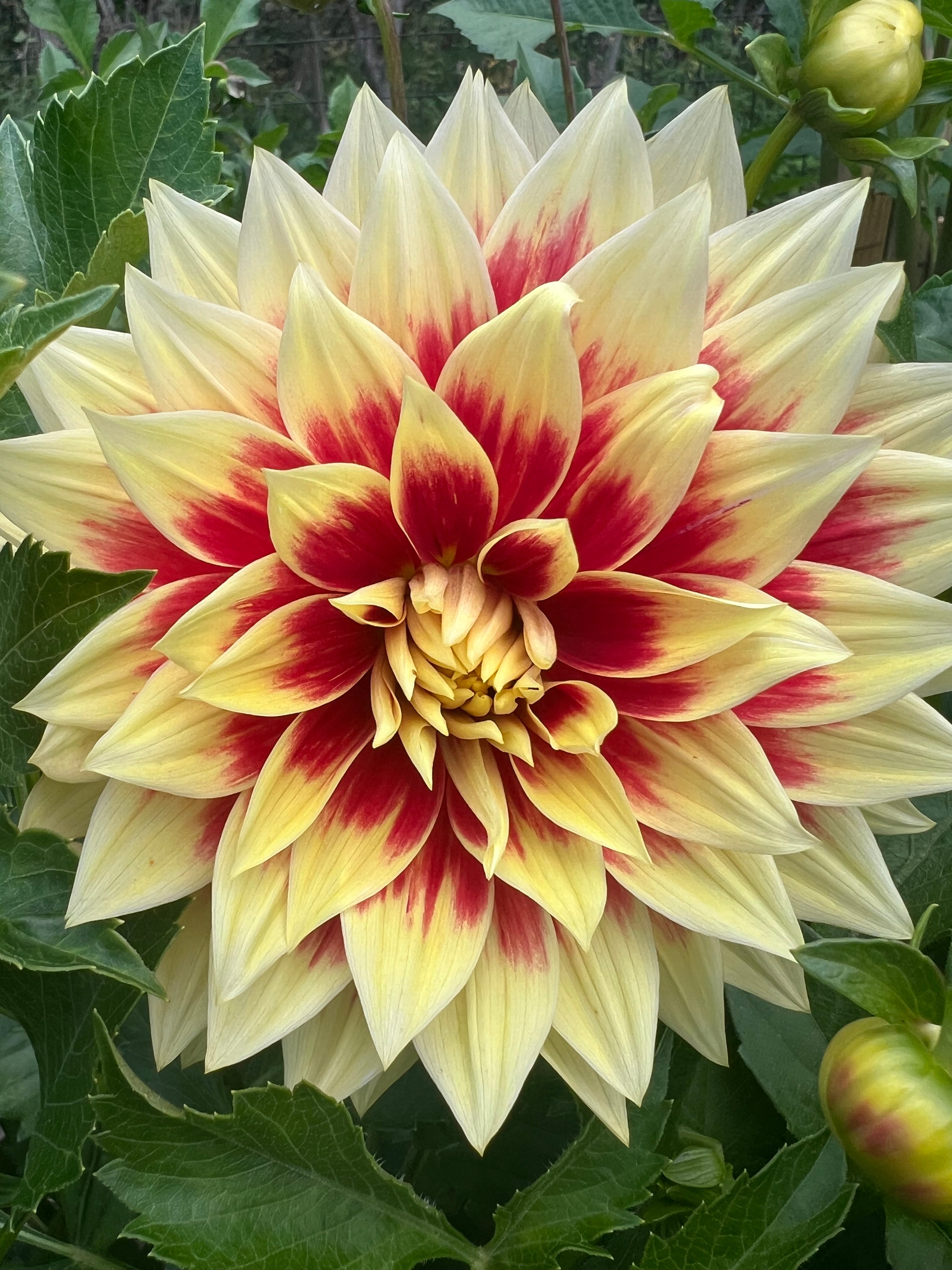 Dazzling Sun Dahlia Tuber