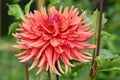 Good Day Dahlia Tuber