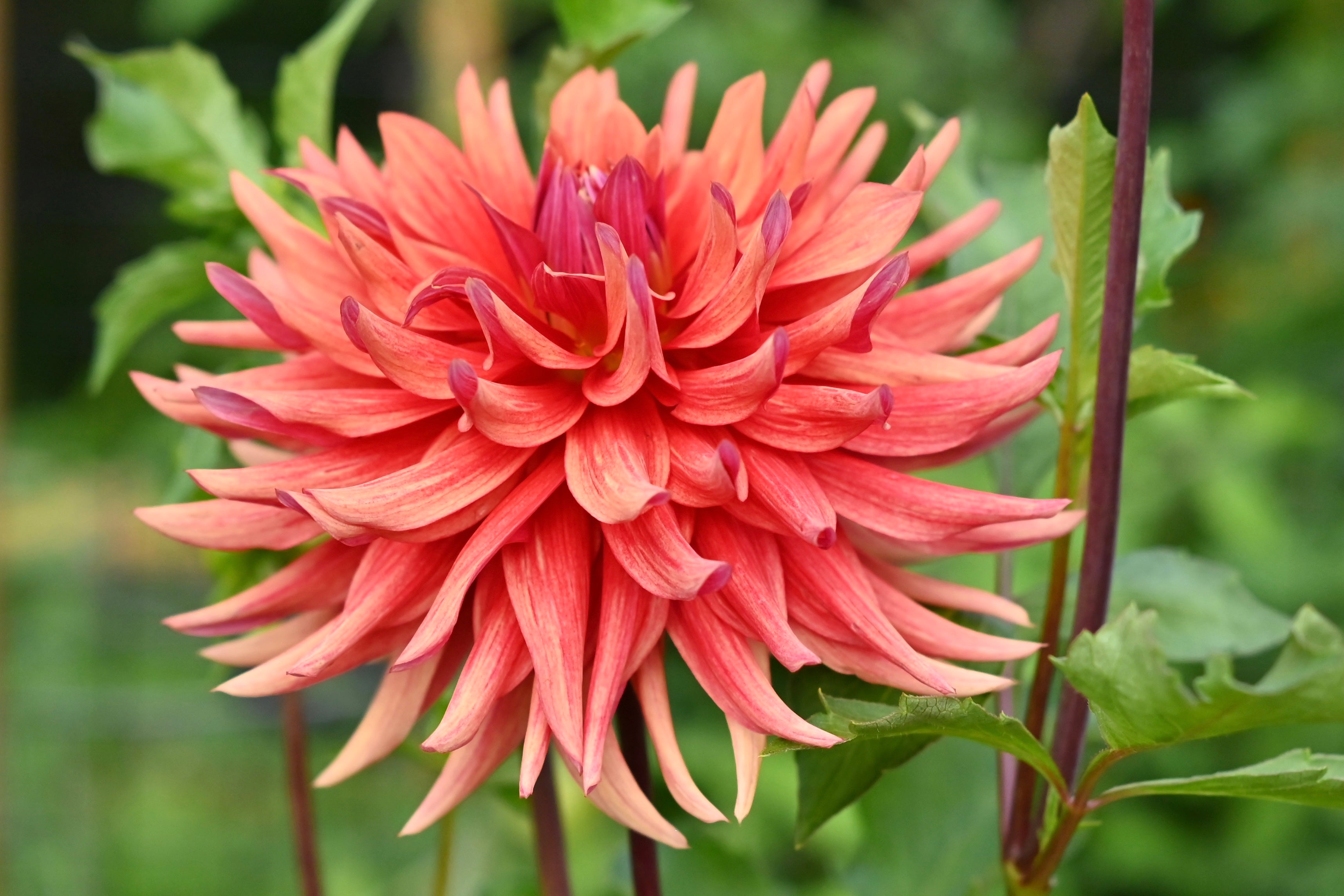 Good Day Dahlia Tuber