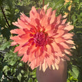 Terracotta Dahlia Tuber