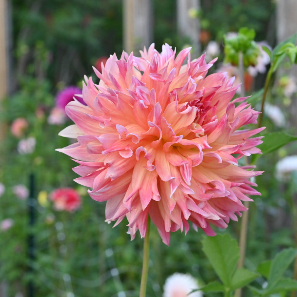 Bloomquist Amazing Dahlia Tuber