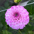 Genova Dahlia Tuber