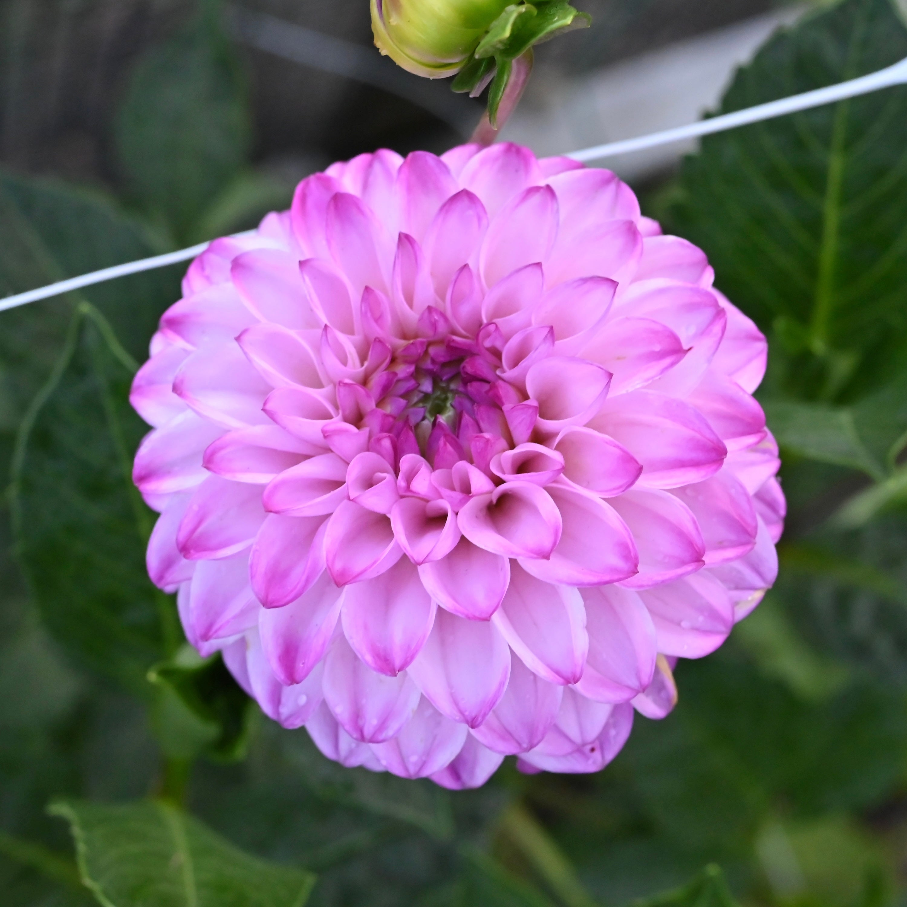 Genova Dahlia Tuber