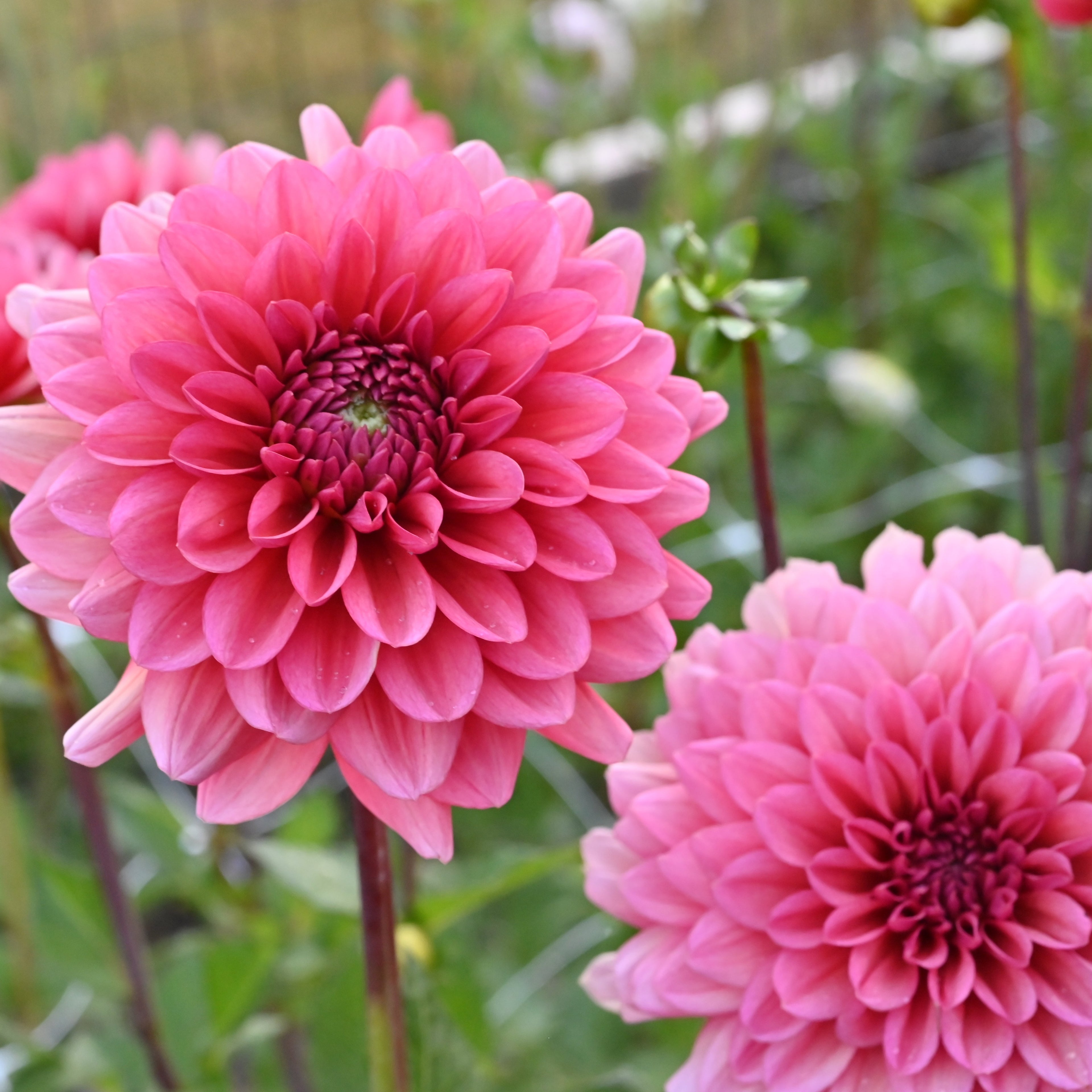 Daisy Duke Dahlia Tuber