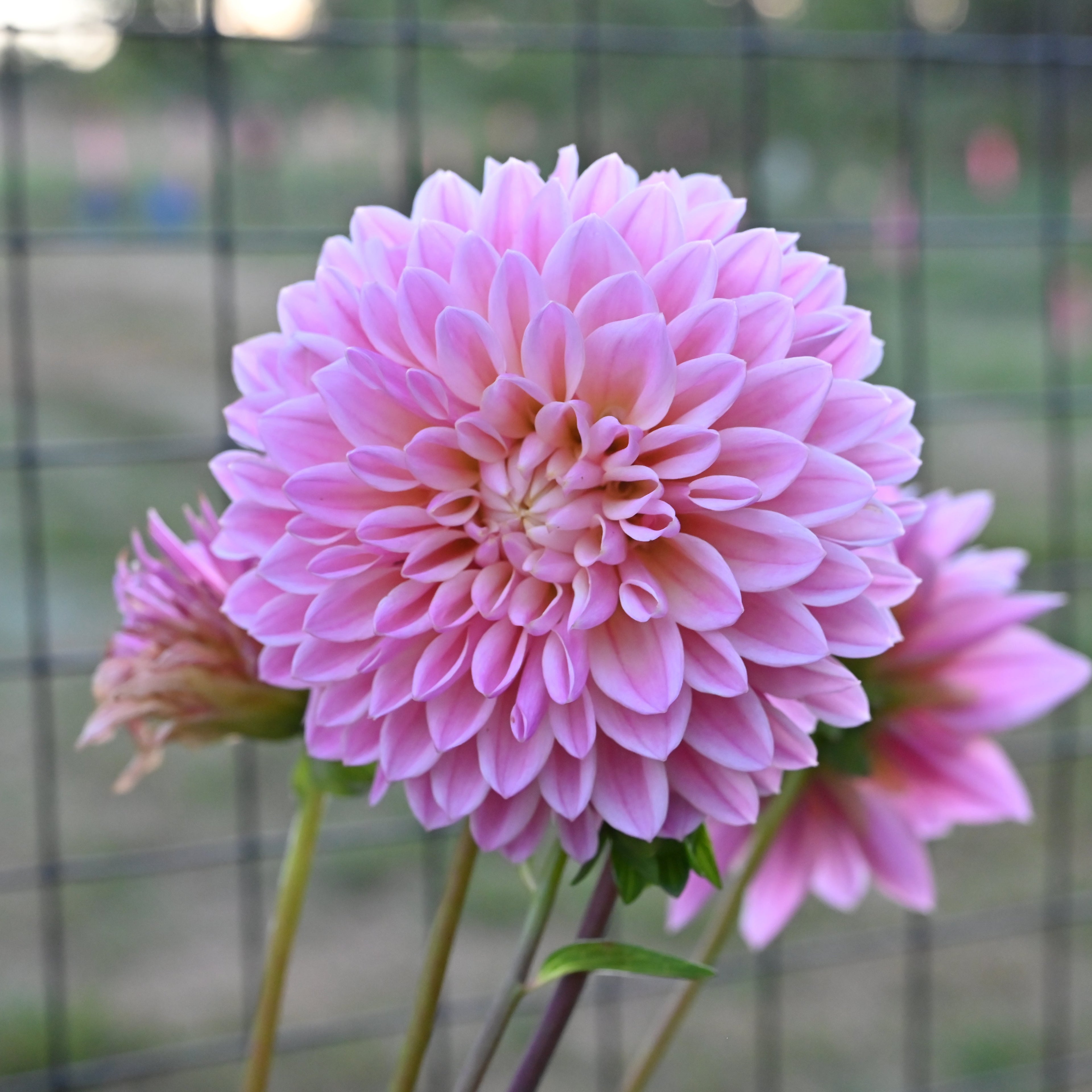 Castle Drive Dahlia Tuber