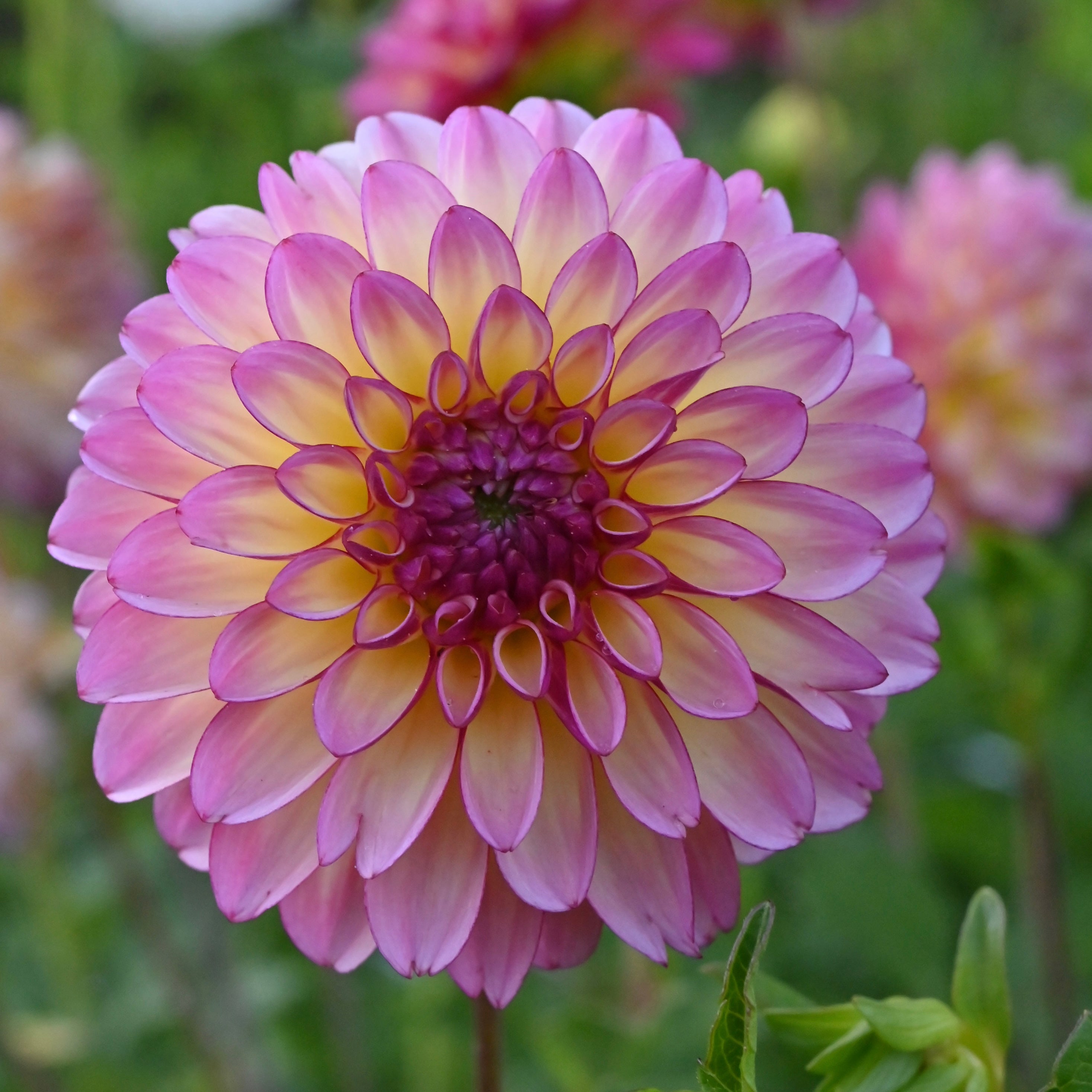 Foxy Lady Dahlia Tuber