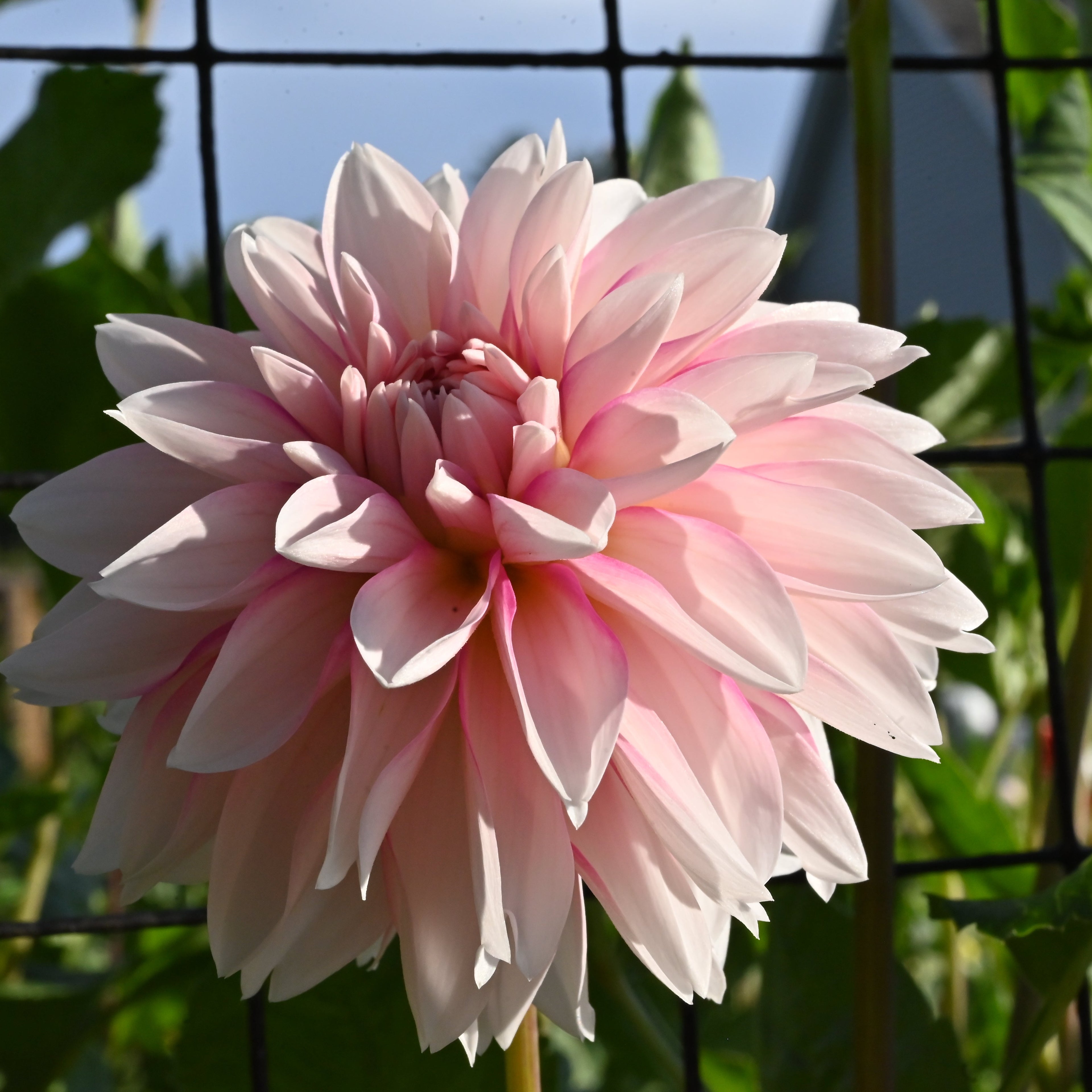 Budapest Blush Dahlia Tuber