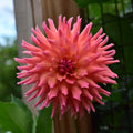 Hilltop Lost Treasure Dahlia Tuber