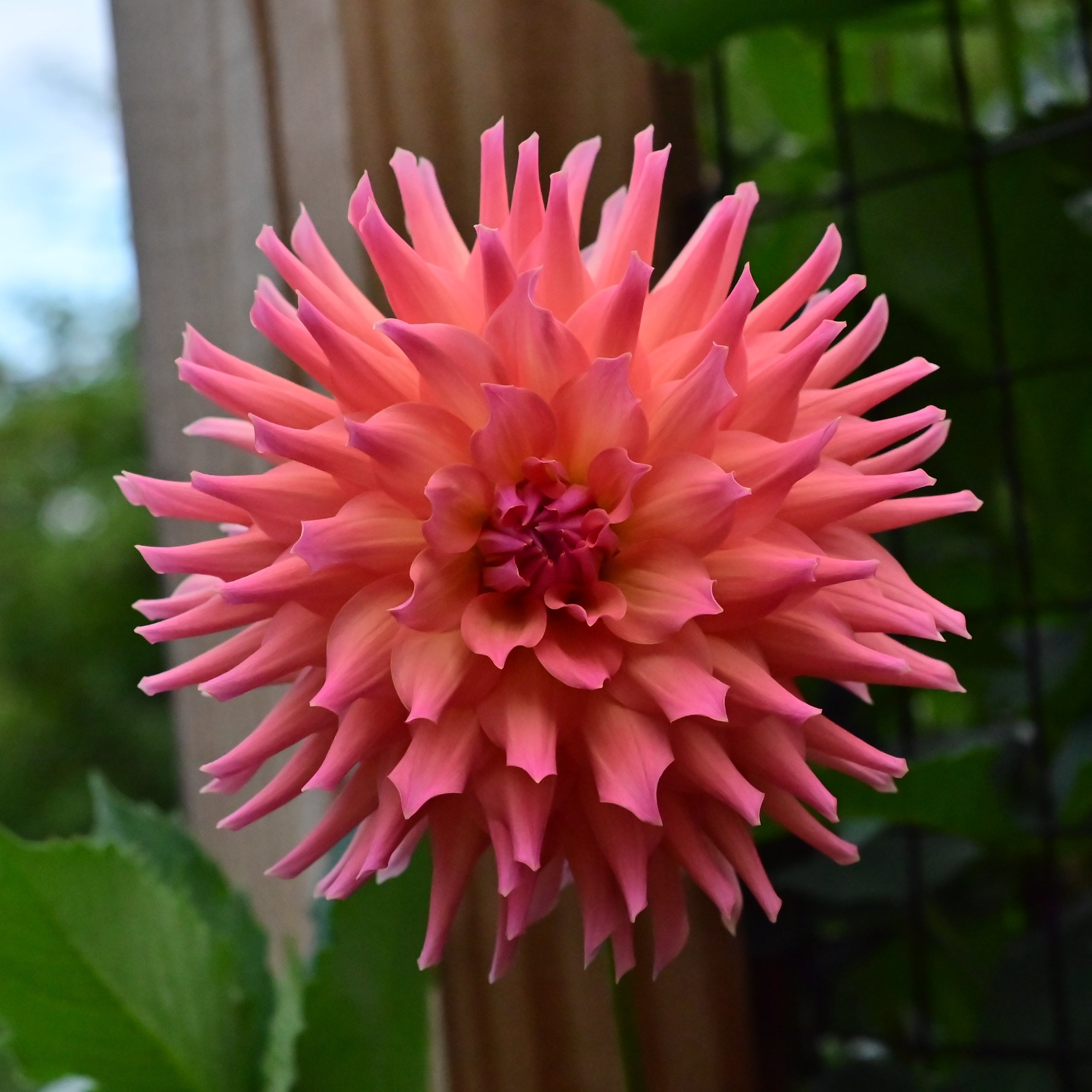 Hilltop Lost Treasure Dahlia Tuber