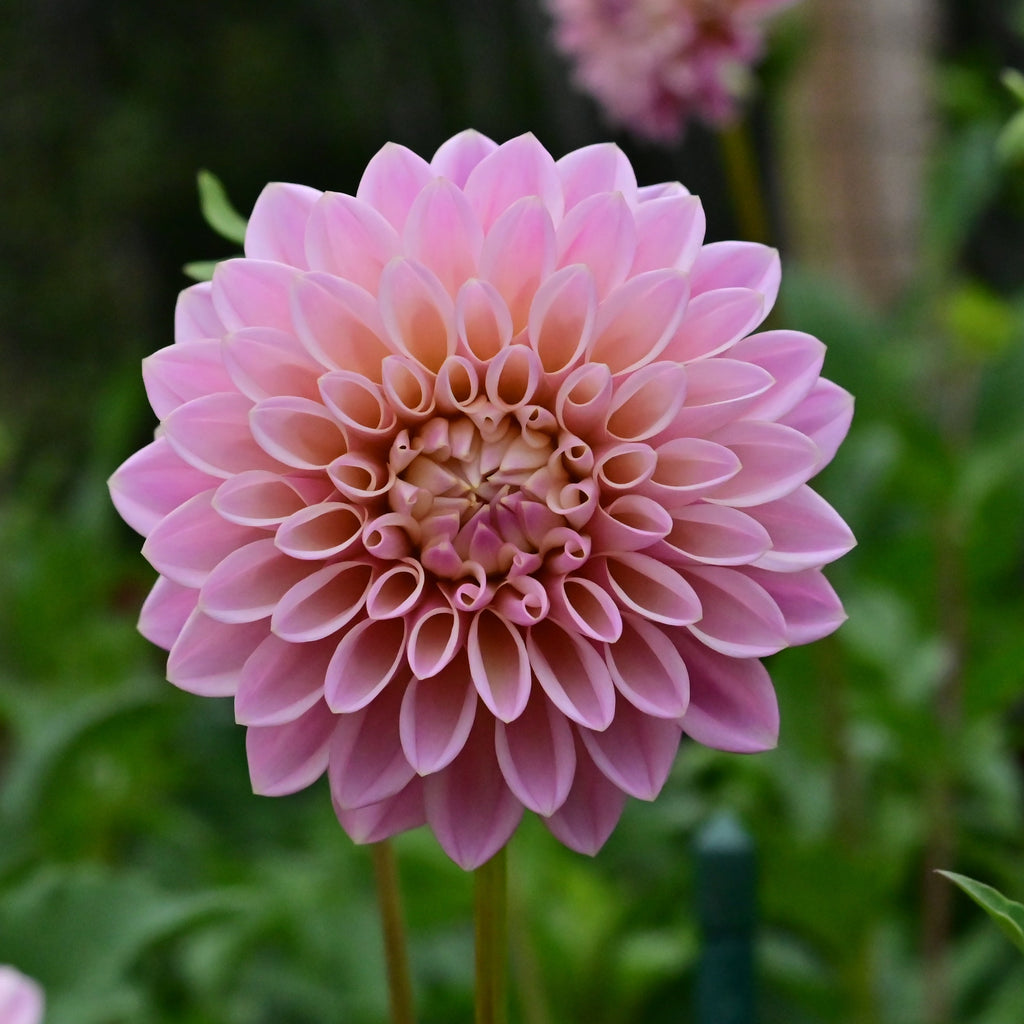 Castle Drive Dahlia Tuber