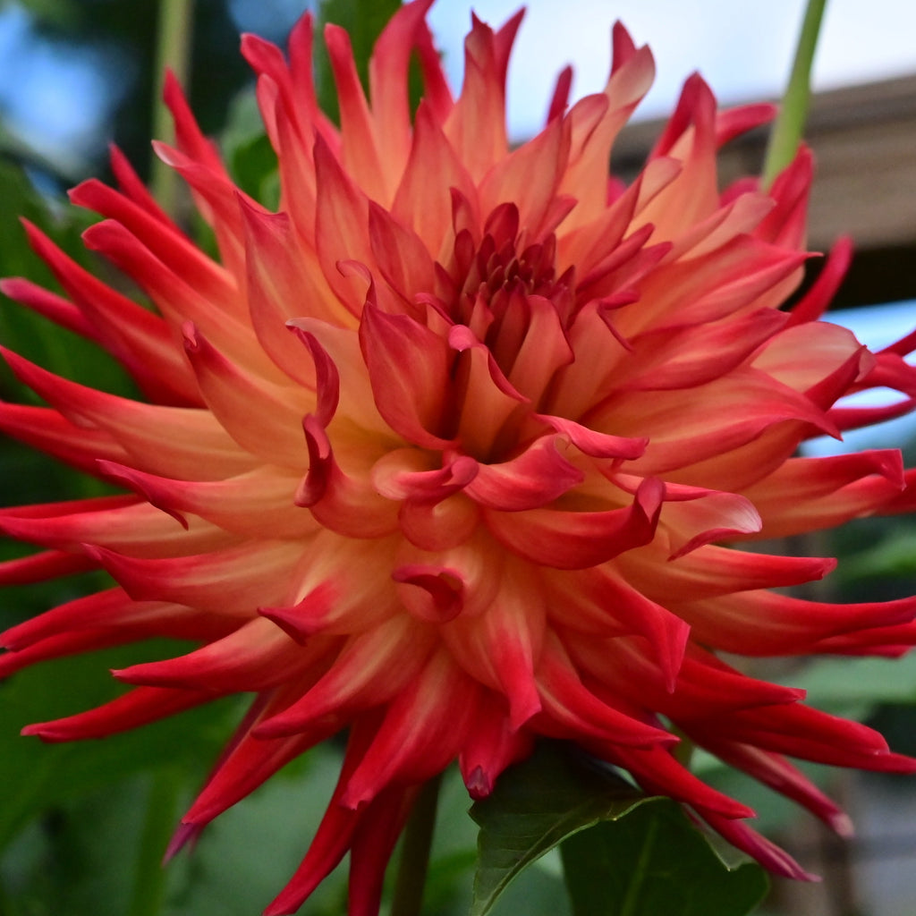 Caedmon Dahlia Tuber