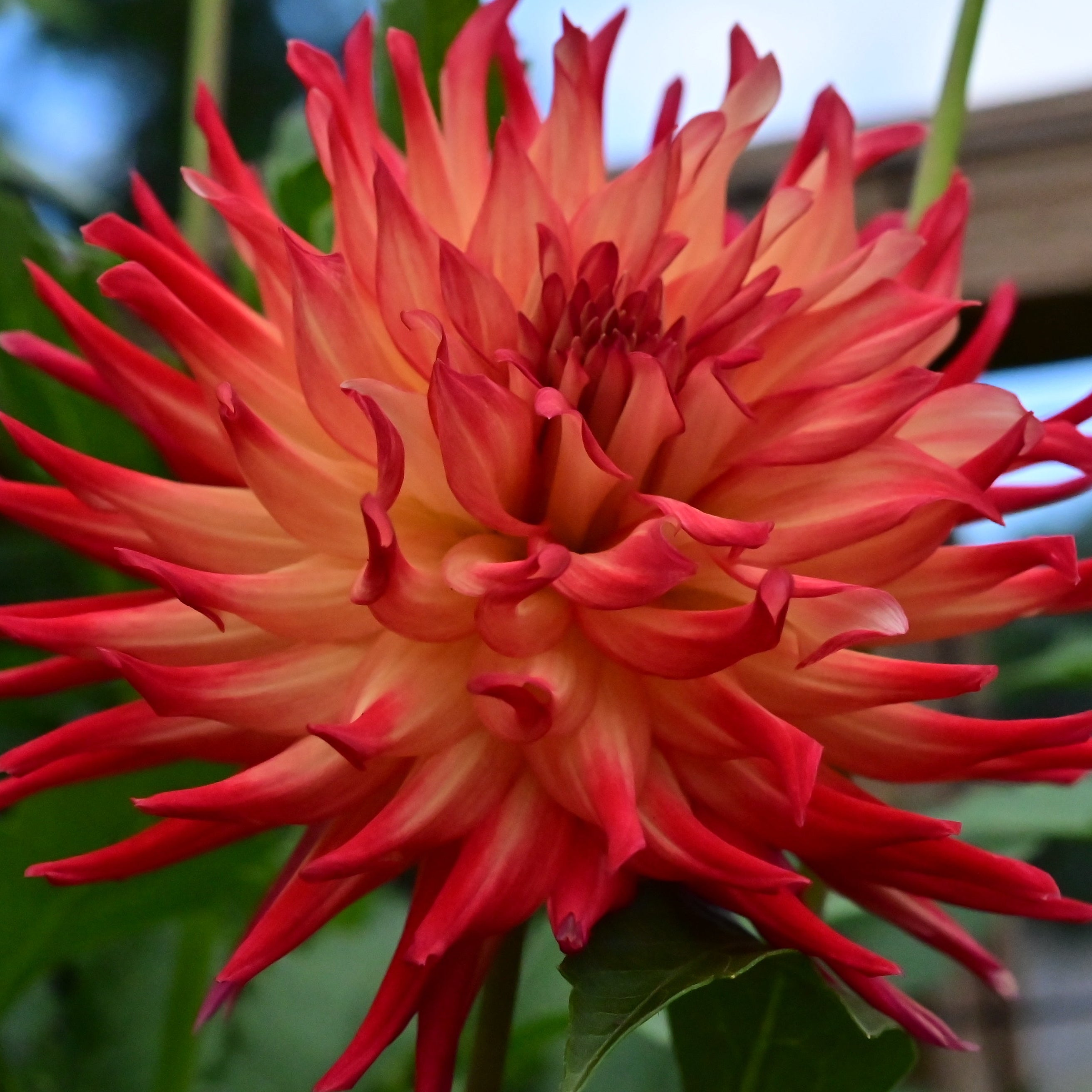 Caedmon Dahlia Tuber