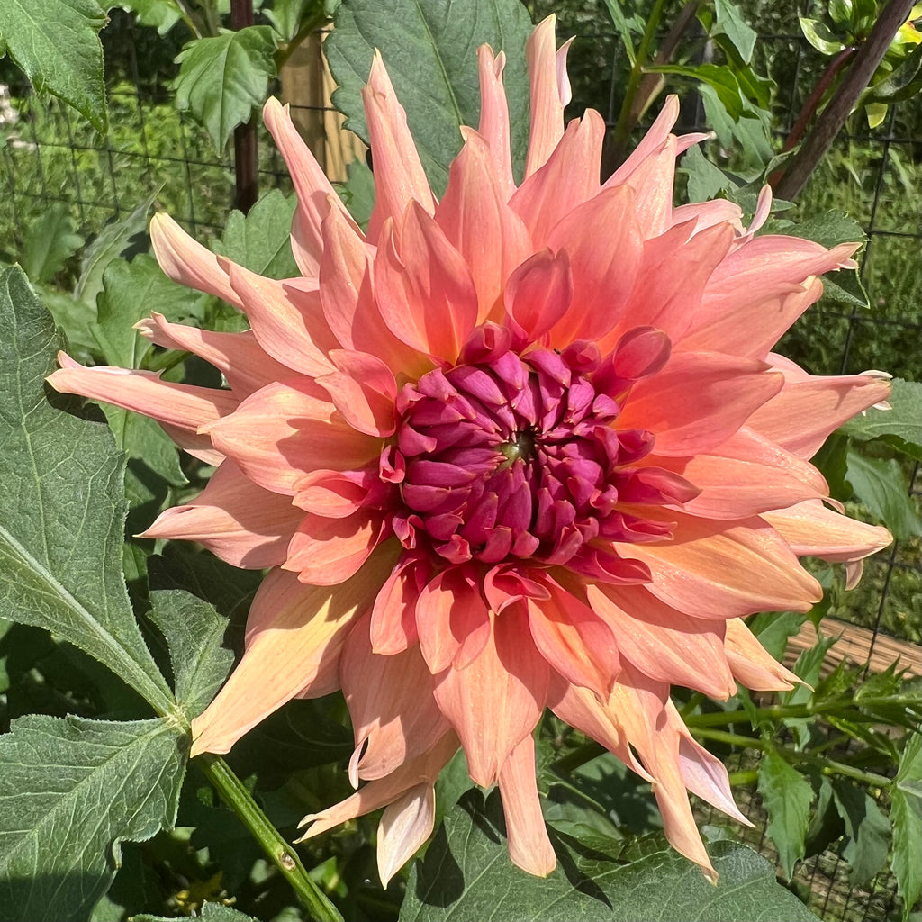 Terracotta Dahlia Tuber