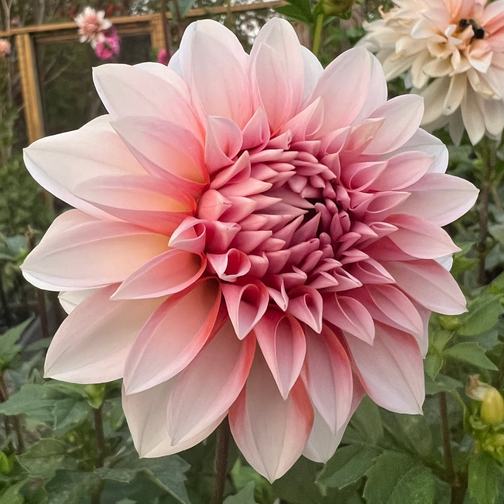 RM Baby Girl Dahlia Tuber