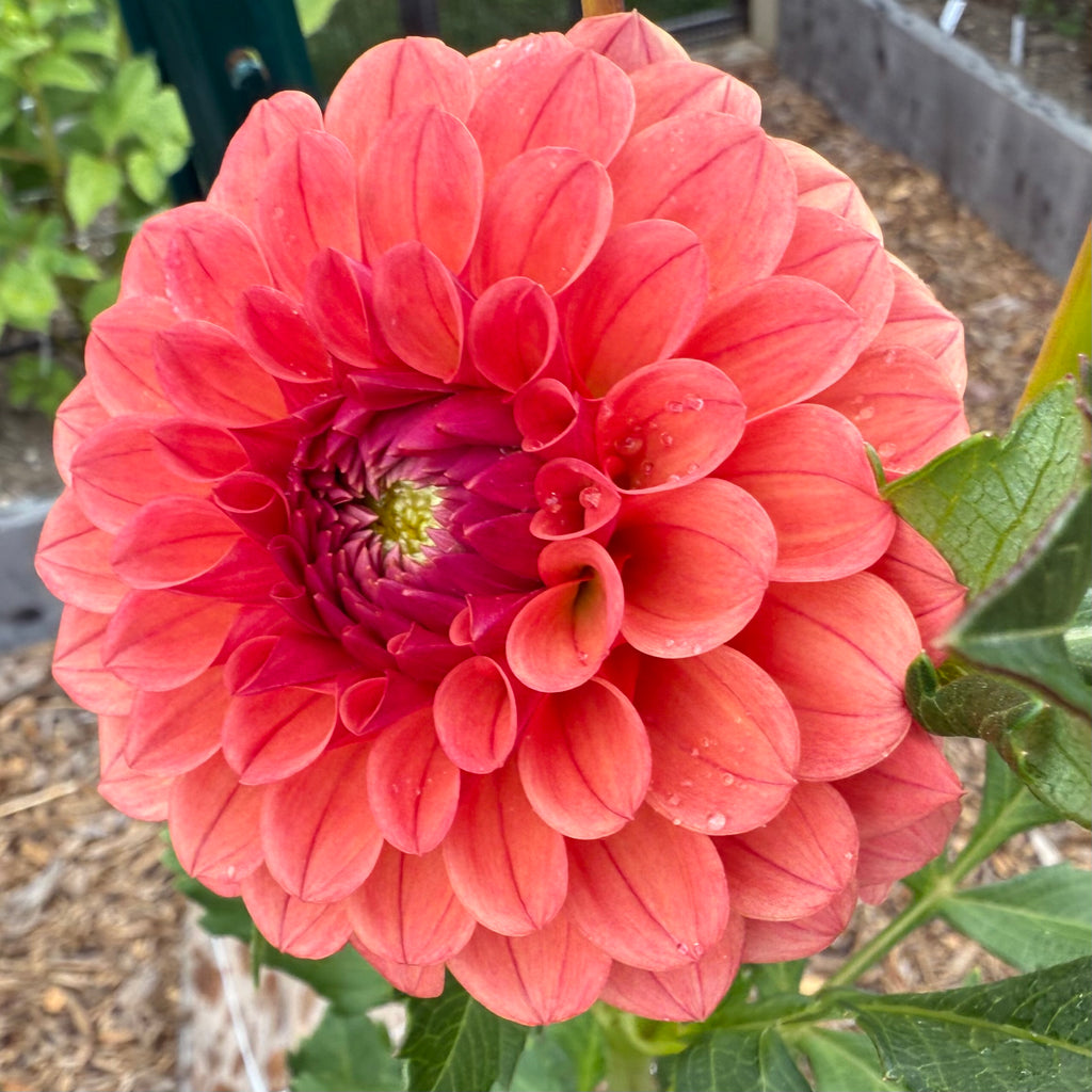Blood Orange Dahlia Tuber