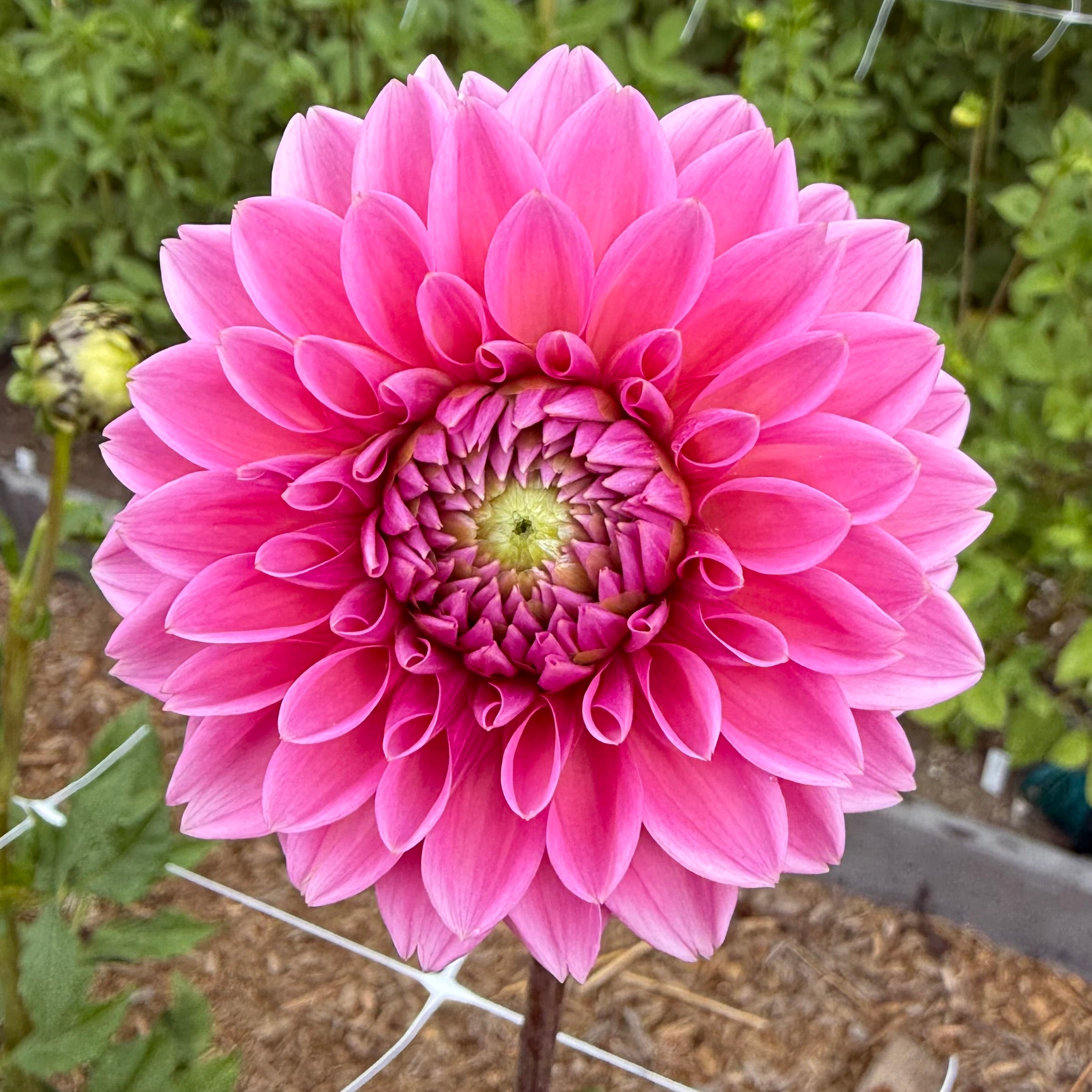 Jowey Frambo Dahlia Tuber