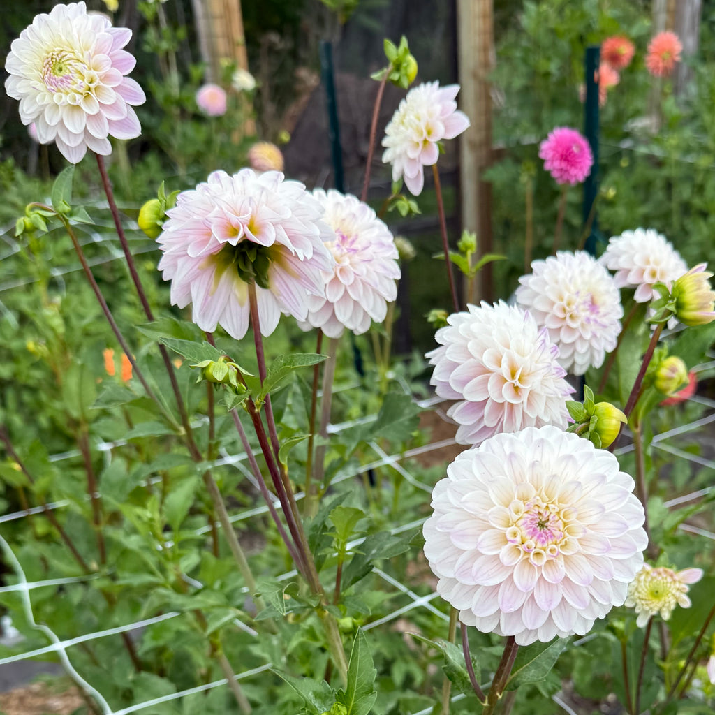 Last Dance Dahlia Tuber