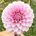 Levi's Confessor Dahlia Tuber