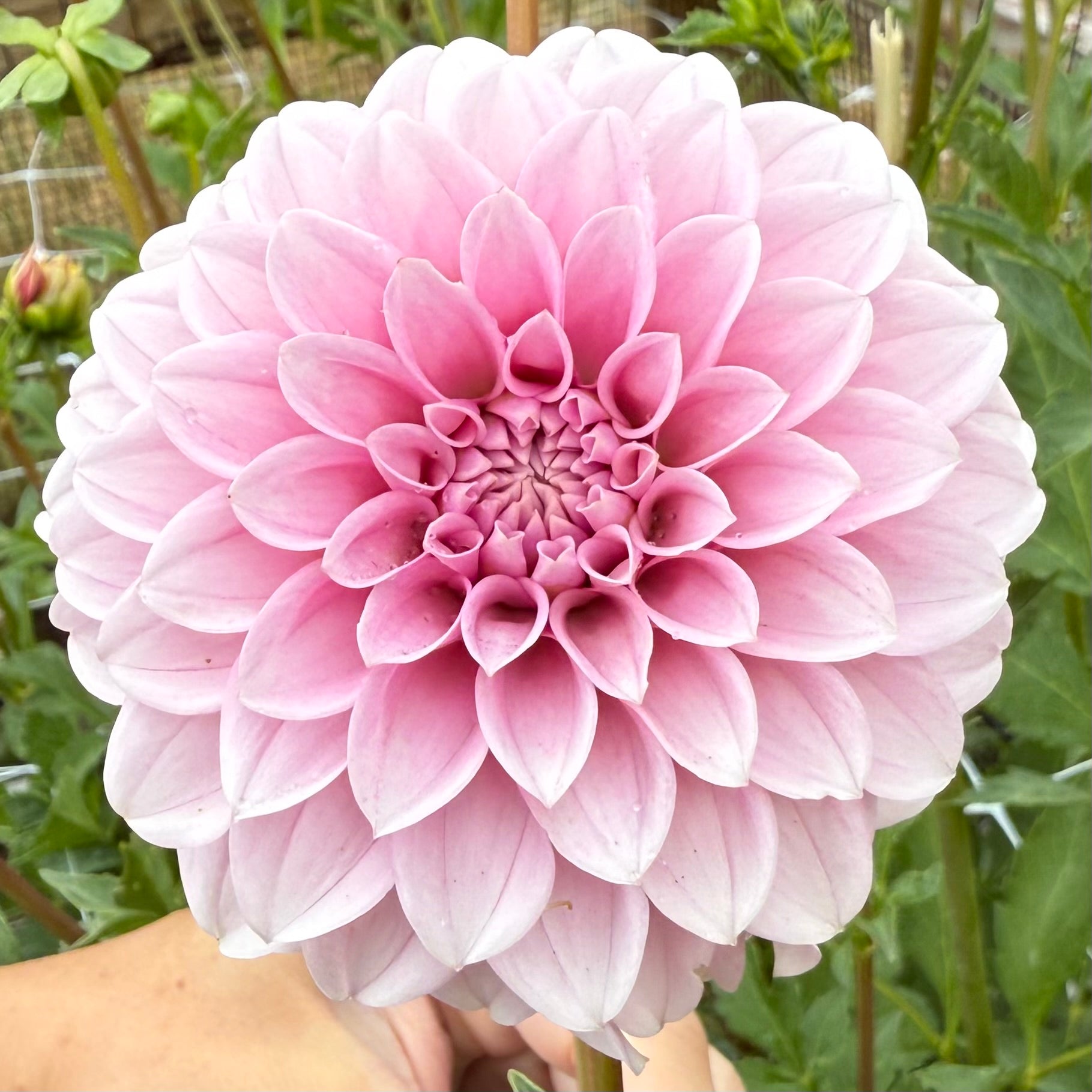 Levi's Confessor Dahlia Tuber