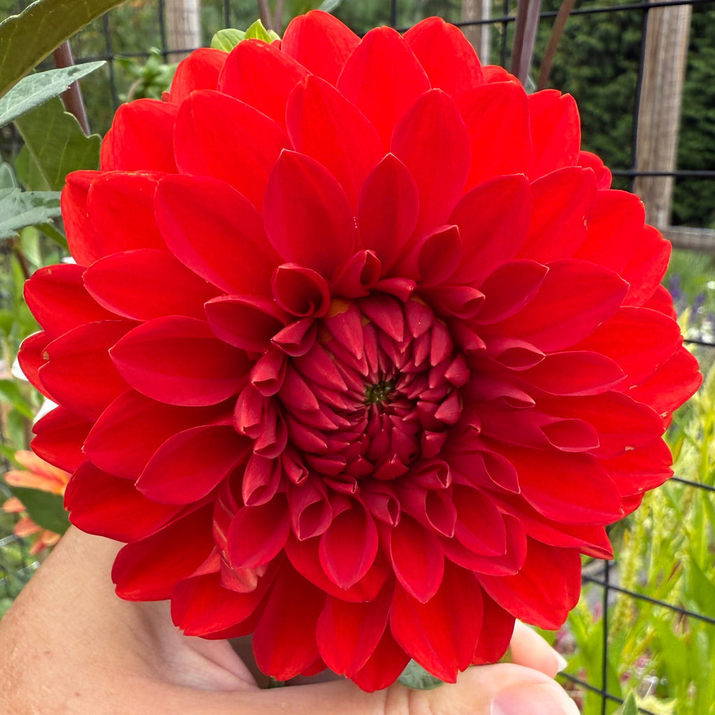 Audrey Grace Dahlia Tuber