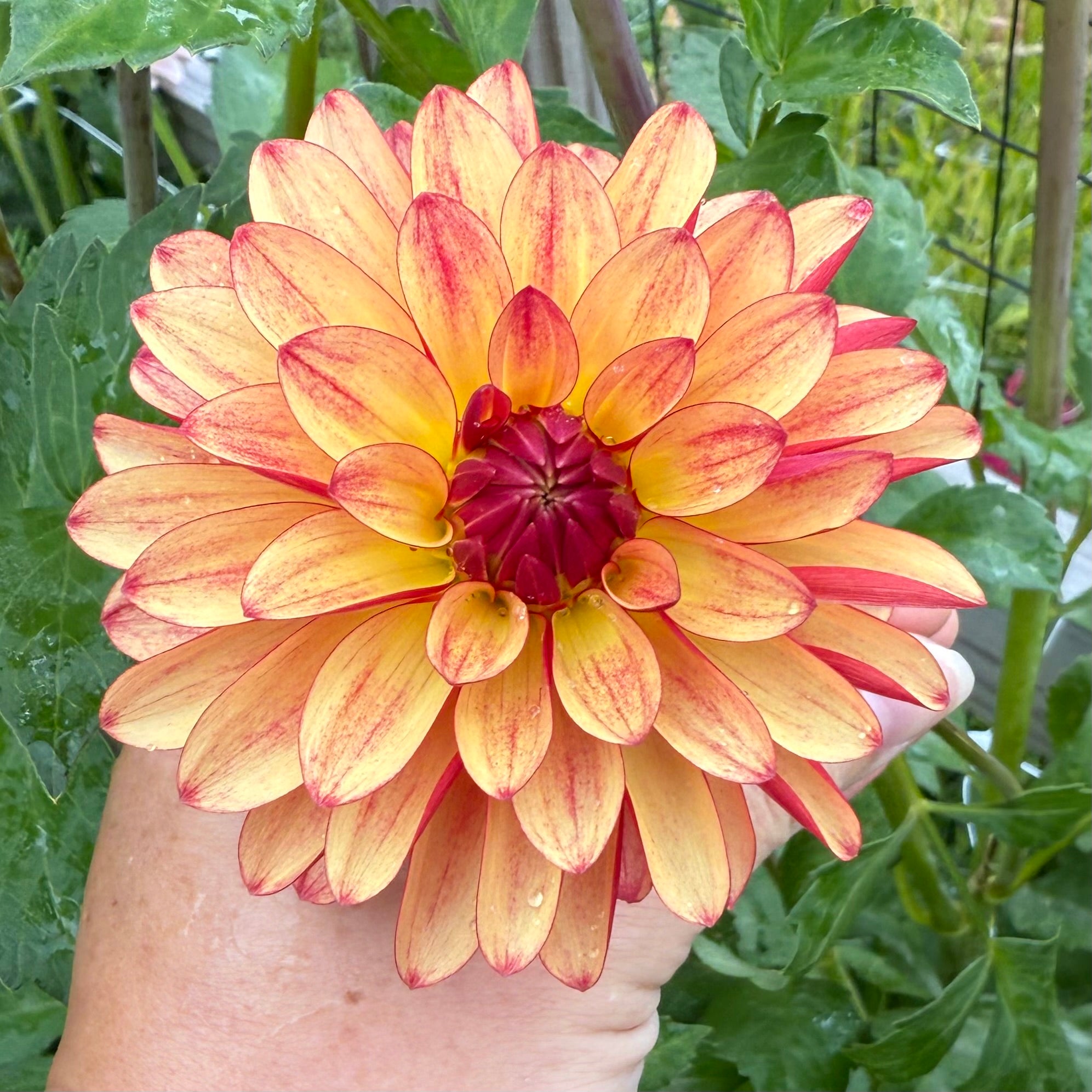 Fidalgo Julie Dahlia Tuber