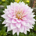 Ferncliff Inspiration Dahlia Tuber
