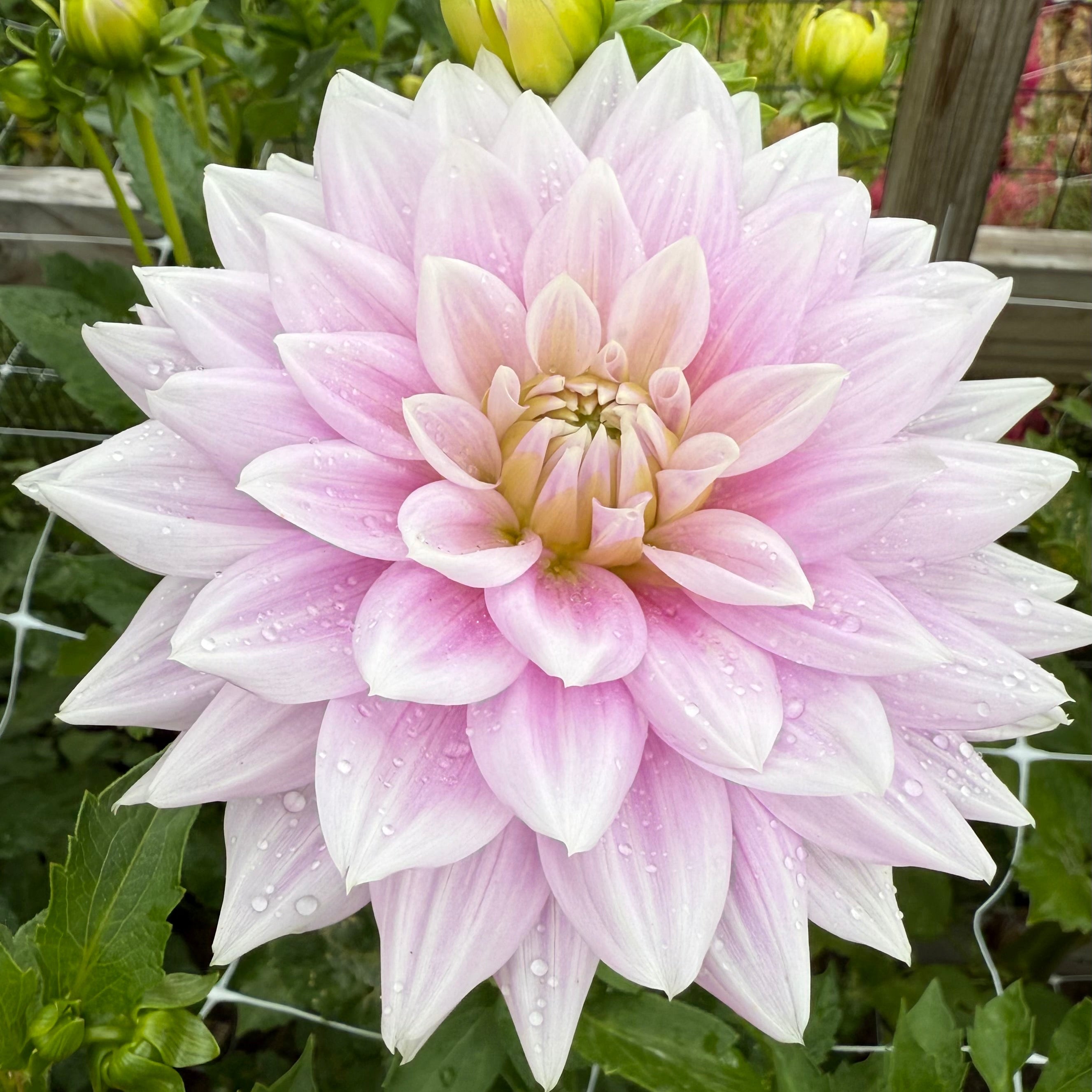 Ferncliff Inspiration Dahlia Tuber