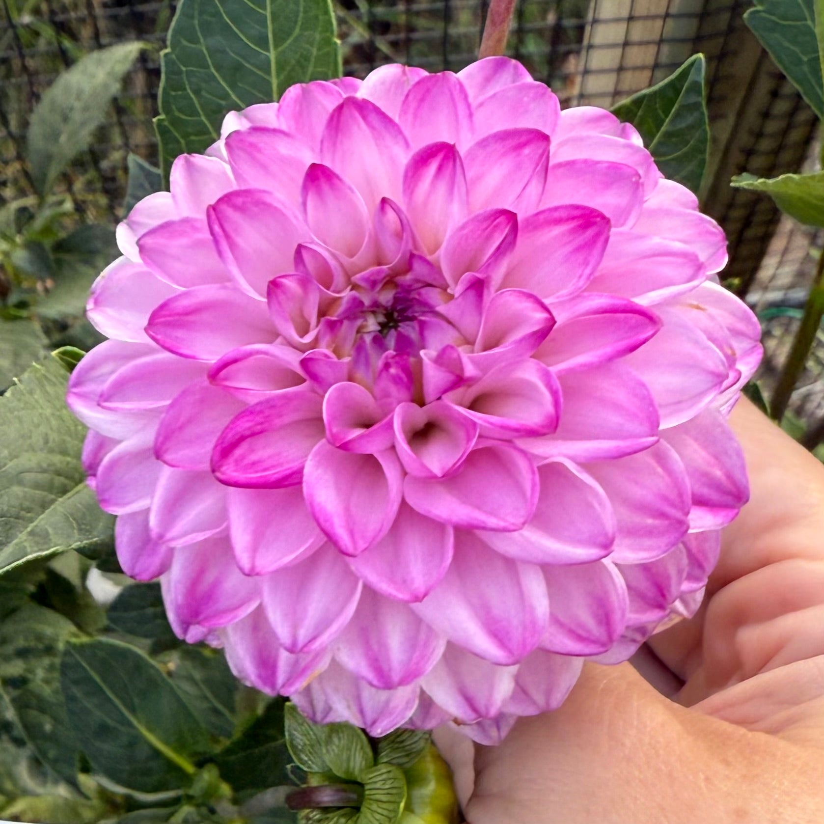 Genova Dahlia Tuber