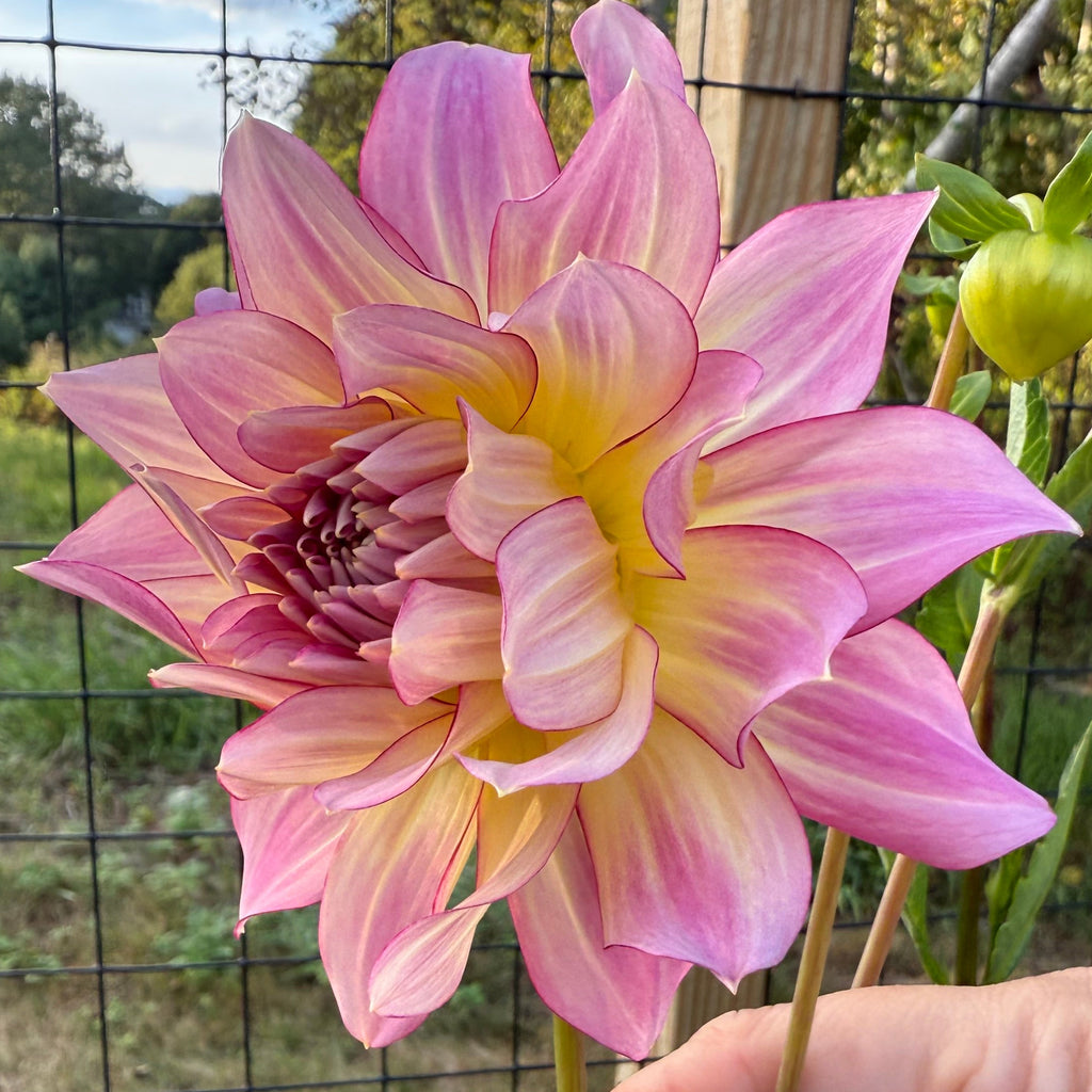 AC Twisp Dahlia Tuber