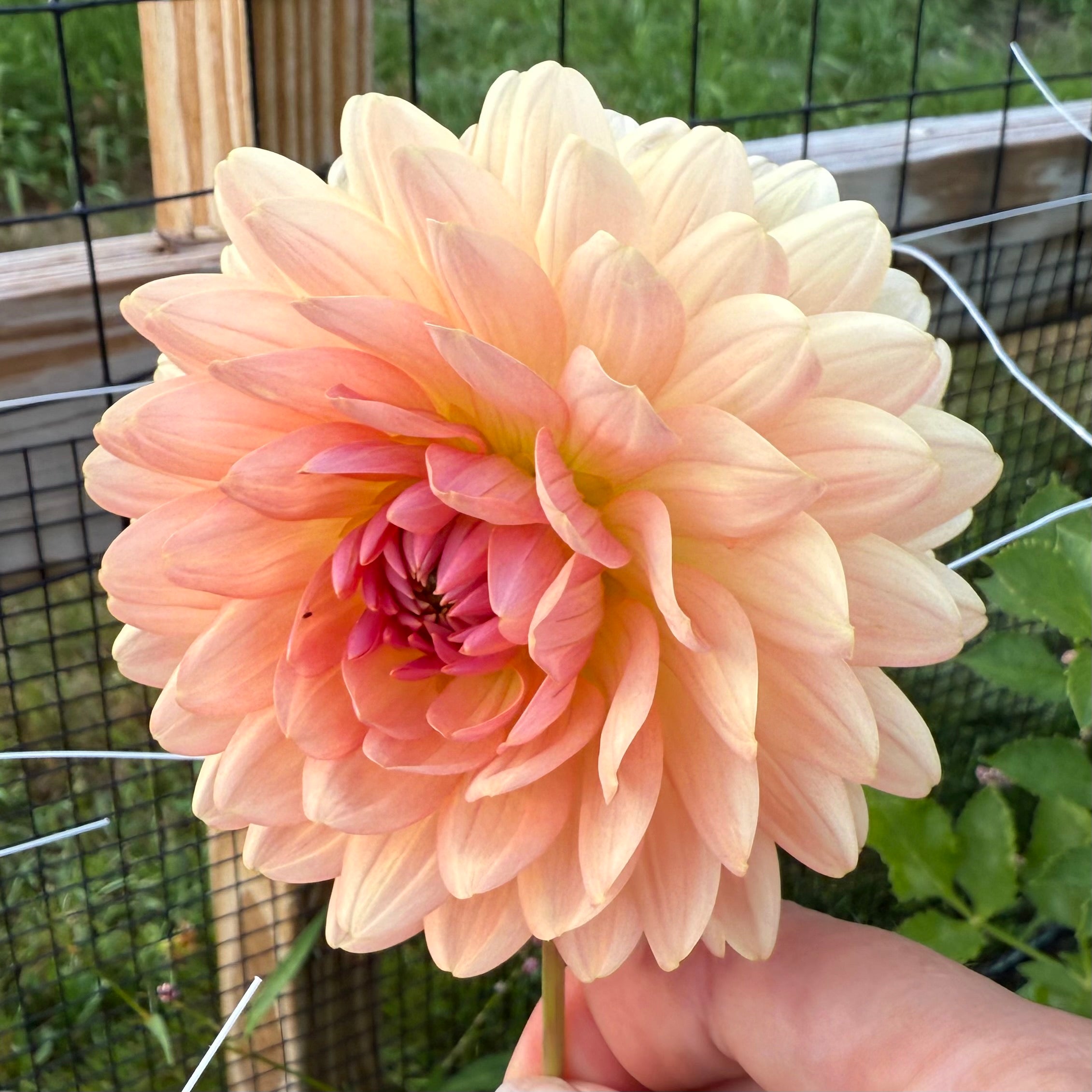 Fawn Dahlia Tuber
