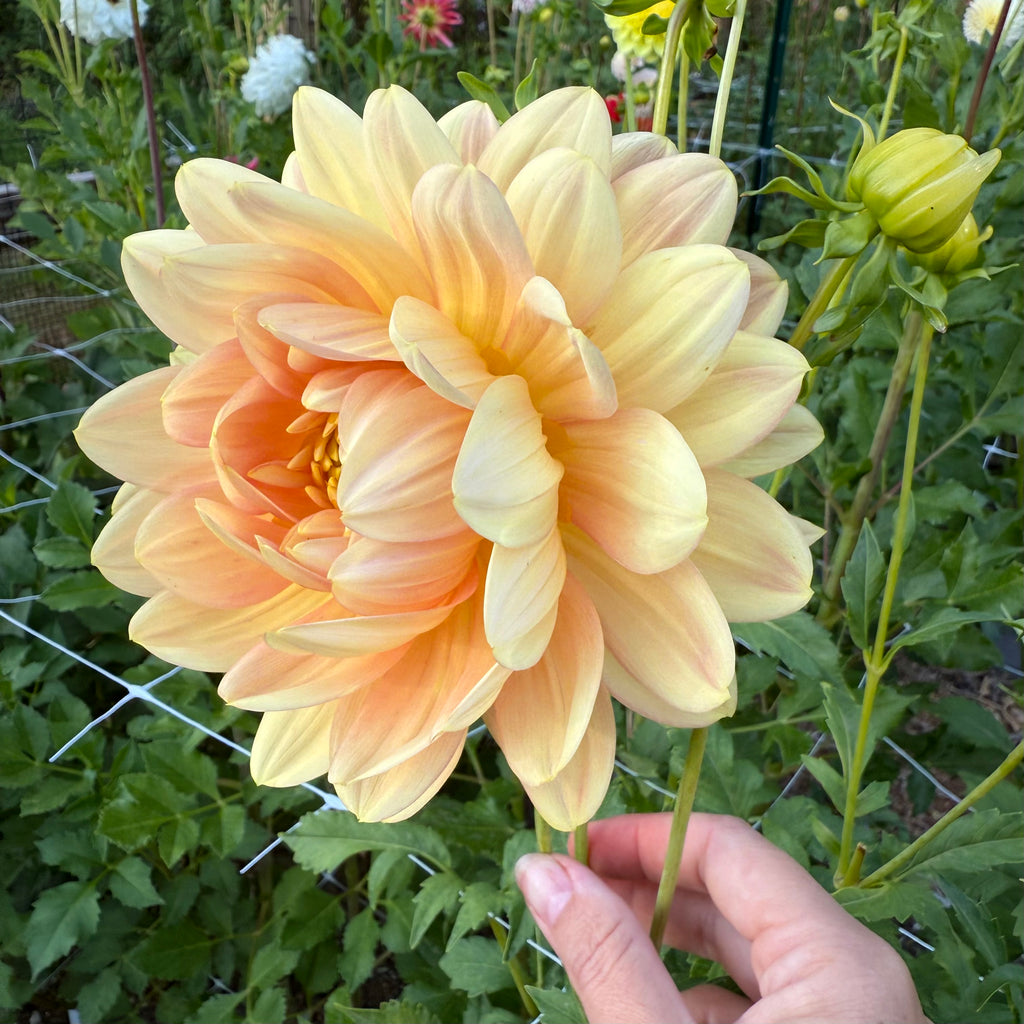 Hollyhill Serenity Dahlia Tuber