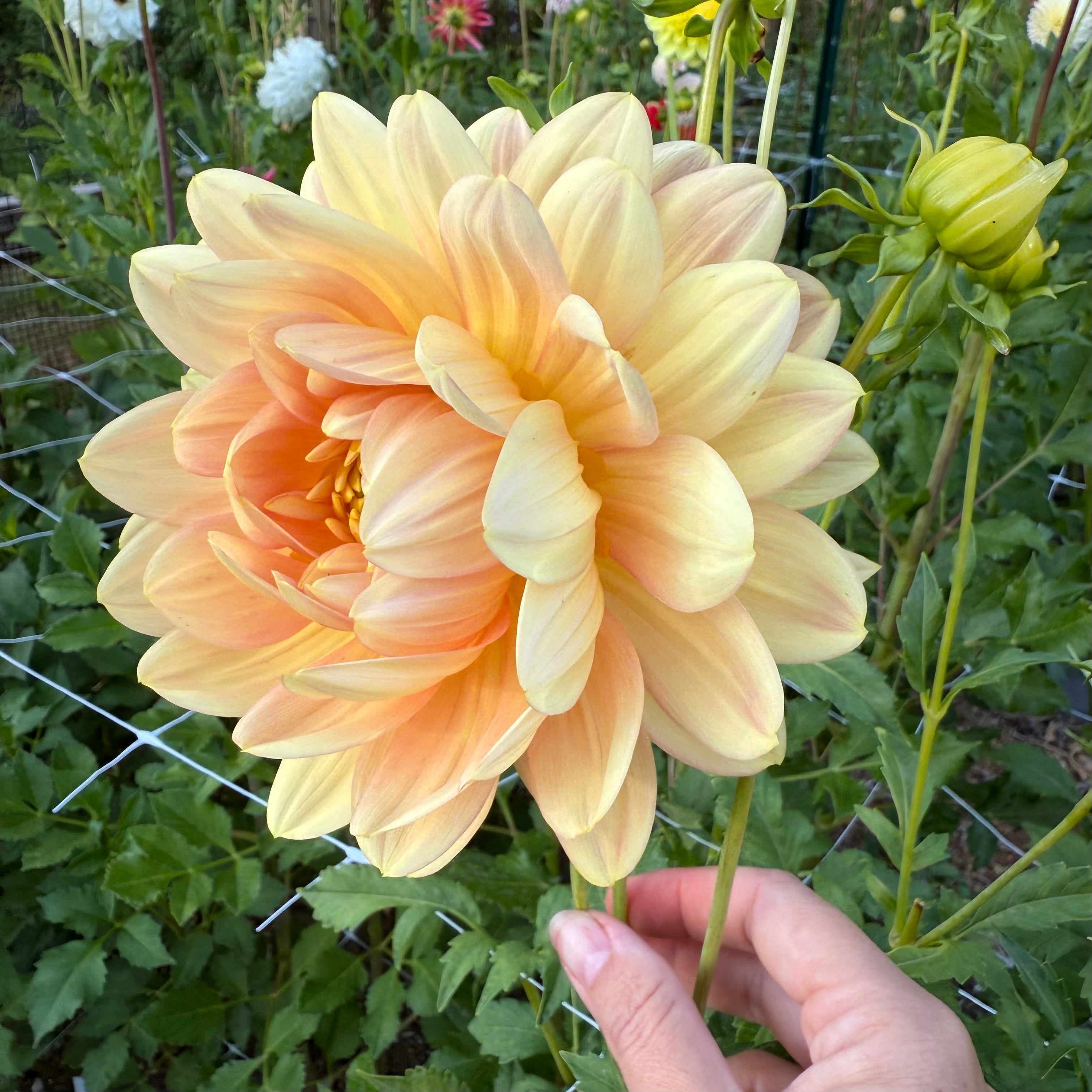 Hollyhill Serenity Dahlia Tuber