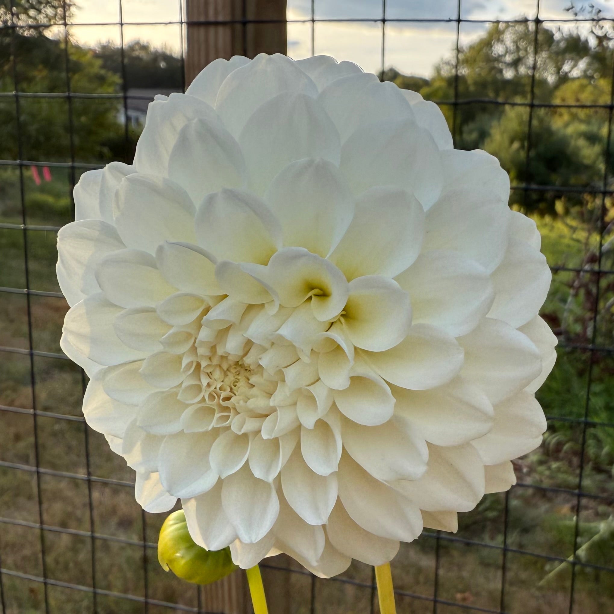 Irish Ruffles Dahlia Tuber