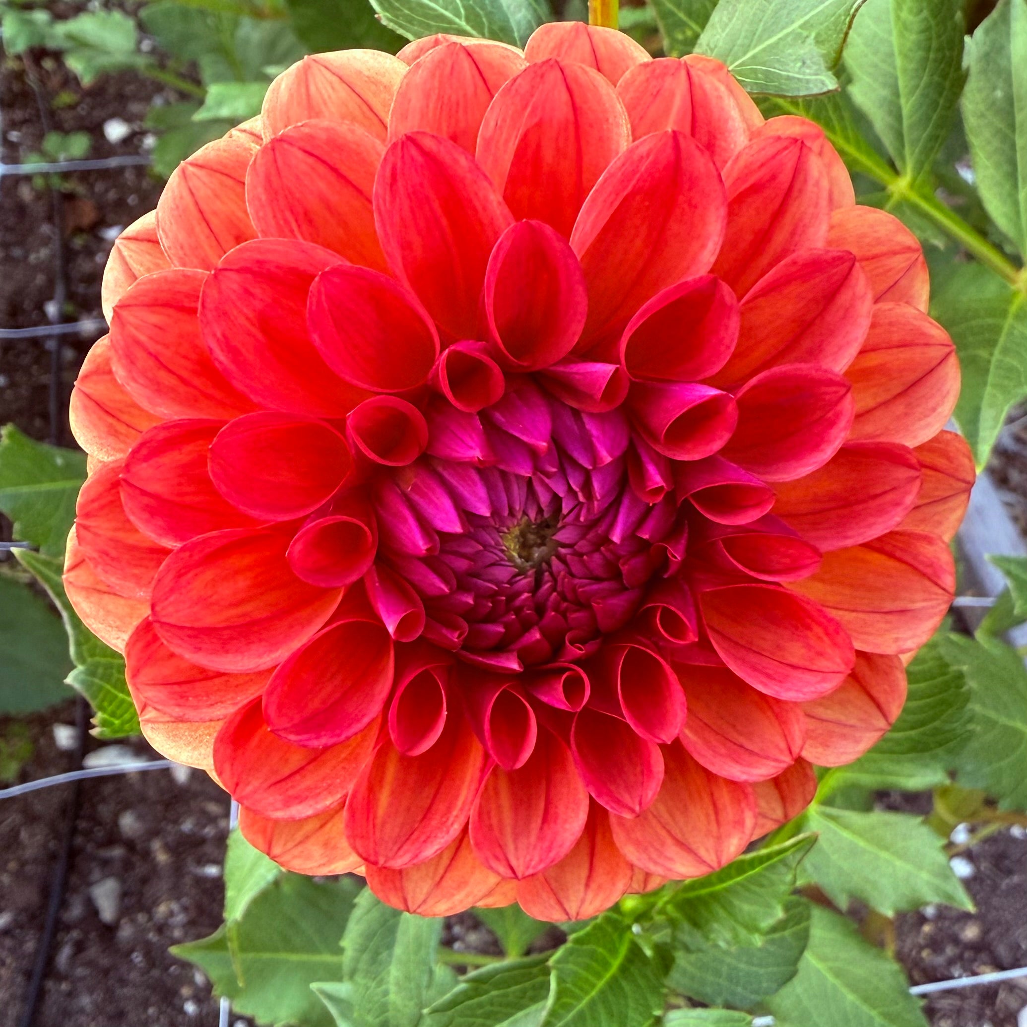 Blood Orange Dahlia Tuber