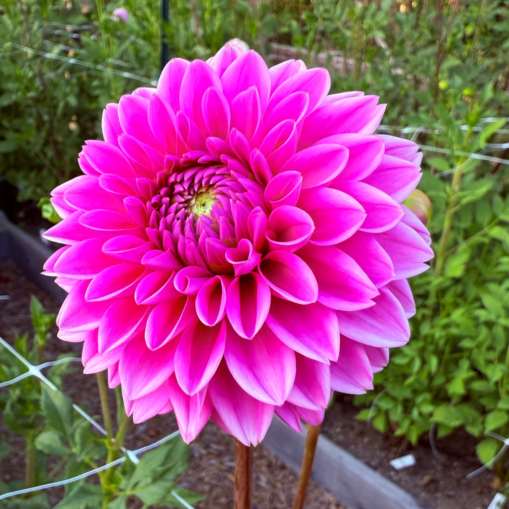 Jowey Frambo Dahlia Tuber